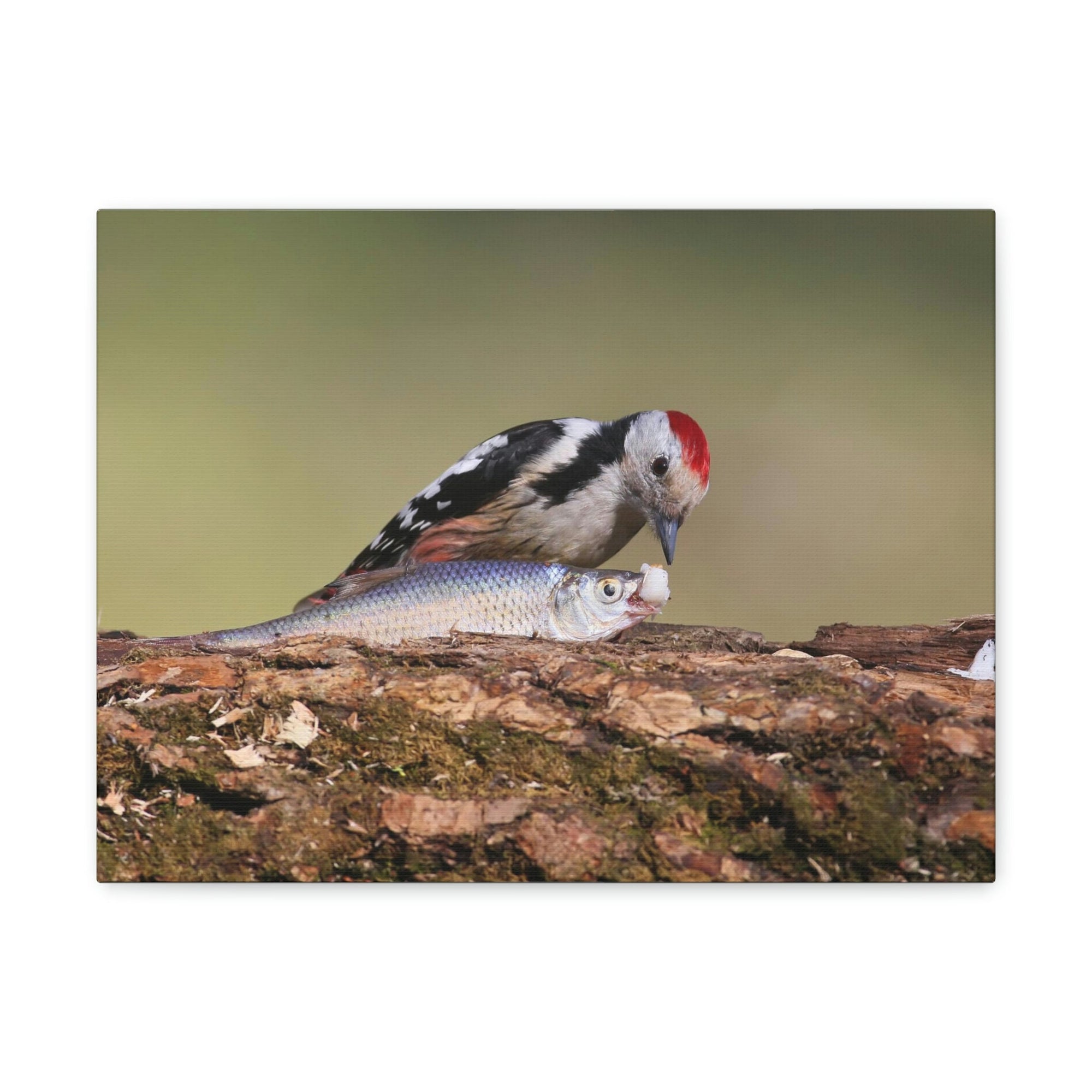 Funny Woodpecker Silly Woodpecker Scene Outside Wall Art Ready to Hang Unframed-Express Your Love Gifts