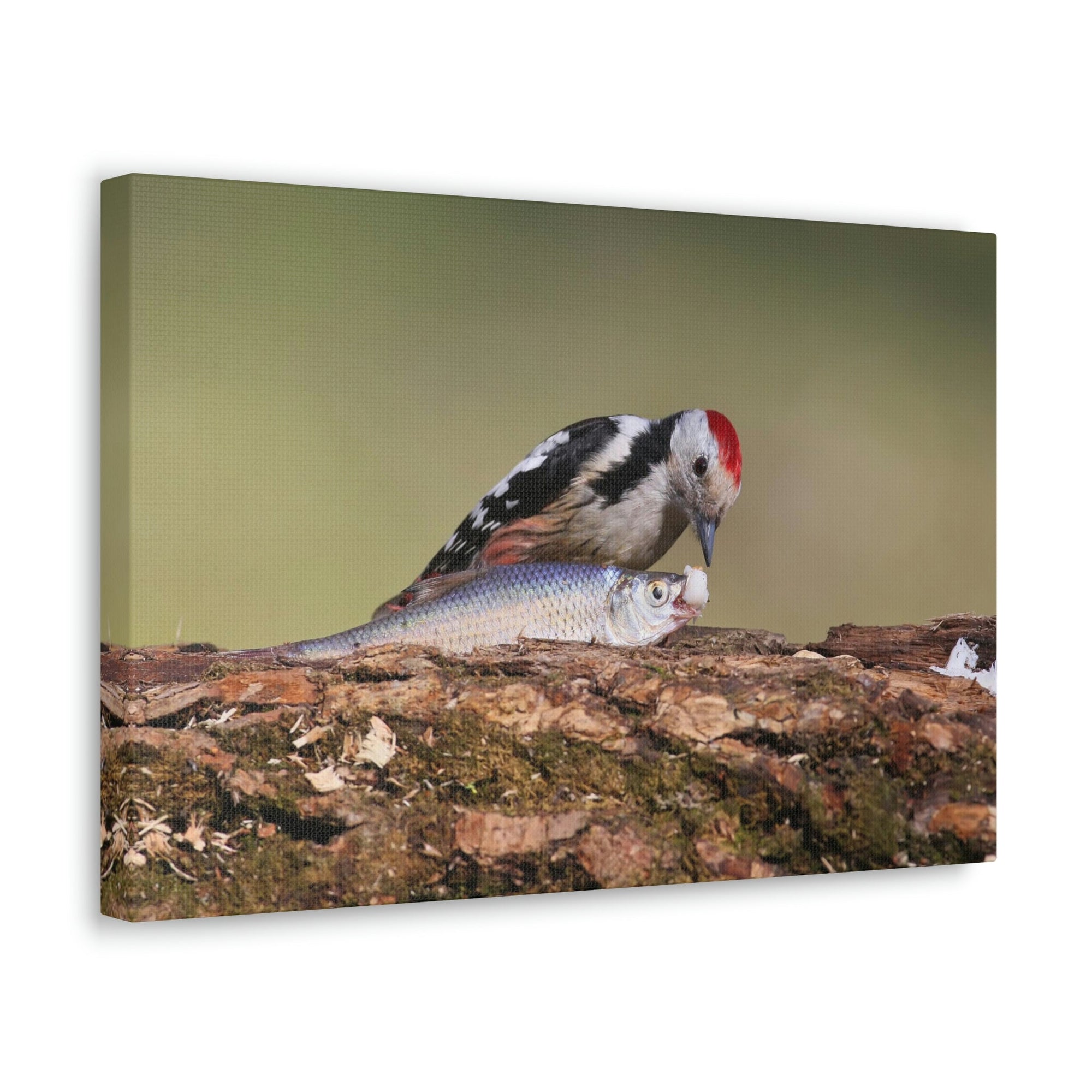 Funny Woodpecker Silly Woodpecker Scene Outside Wall Art Ready to Hang Unframed-Express Your Love Gifts