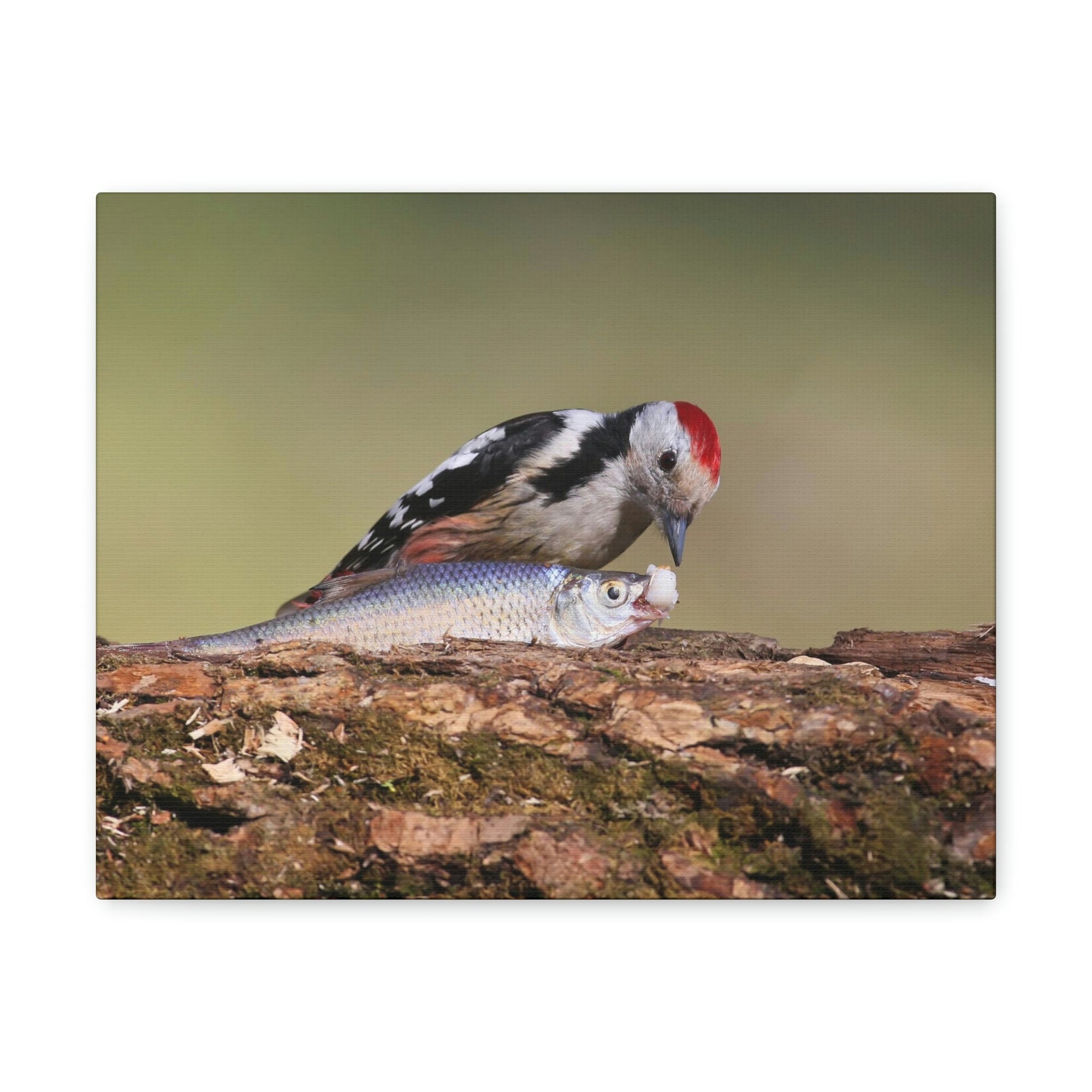 Funny Woodpecker Silly Woodpecker Scene Outside Wall Art Ready to Hang Unframed-Express Your Love Gifts