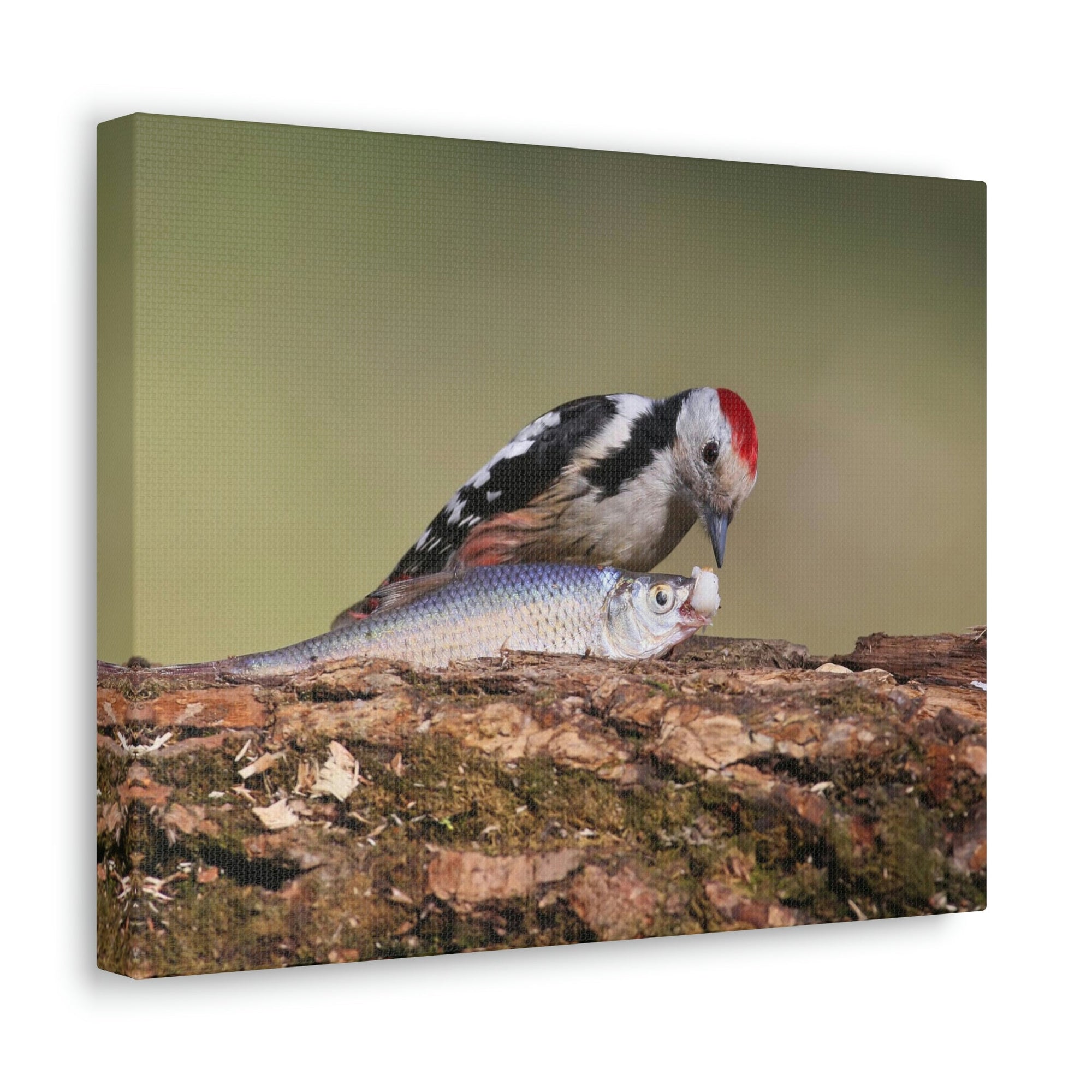 Funny Woodpecker Silly Woodpecker Scene Outside Wall Art Ready to Hang Unframed-Express Your Love Gifts