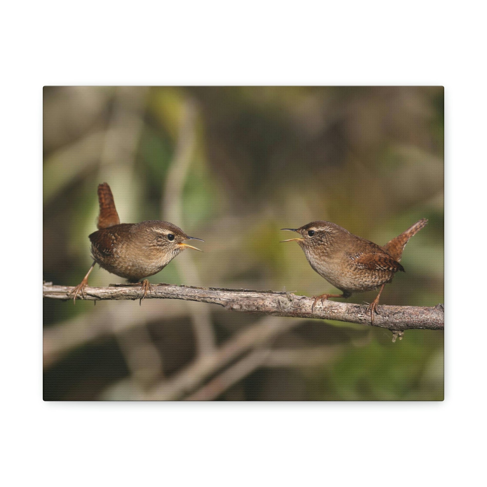 Funny Wren Silly Wren Scene Couple Wall Art Ready to Hang Unframed-Express Your Love Gifts