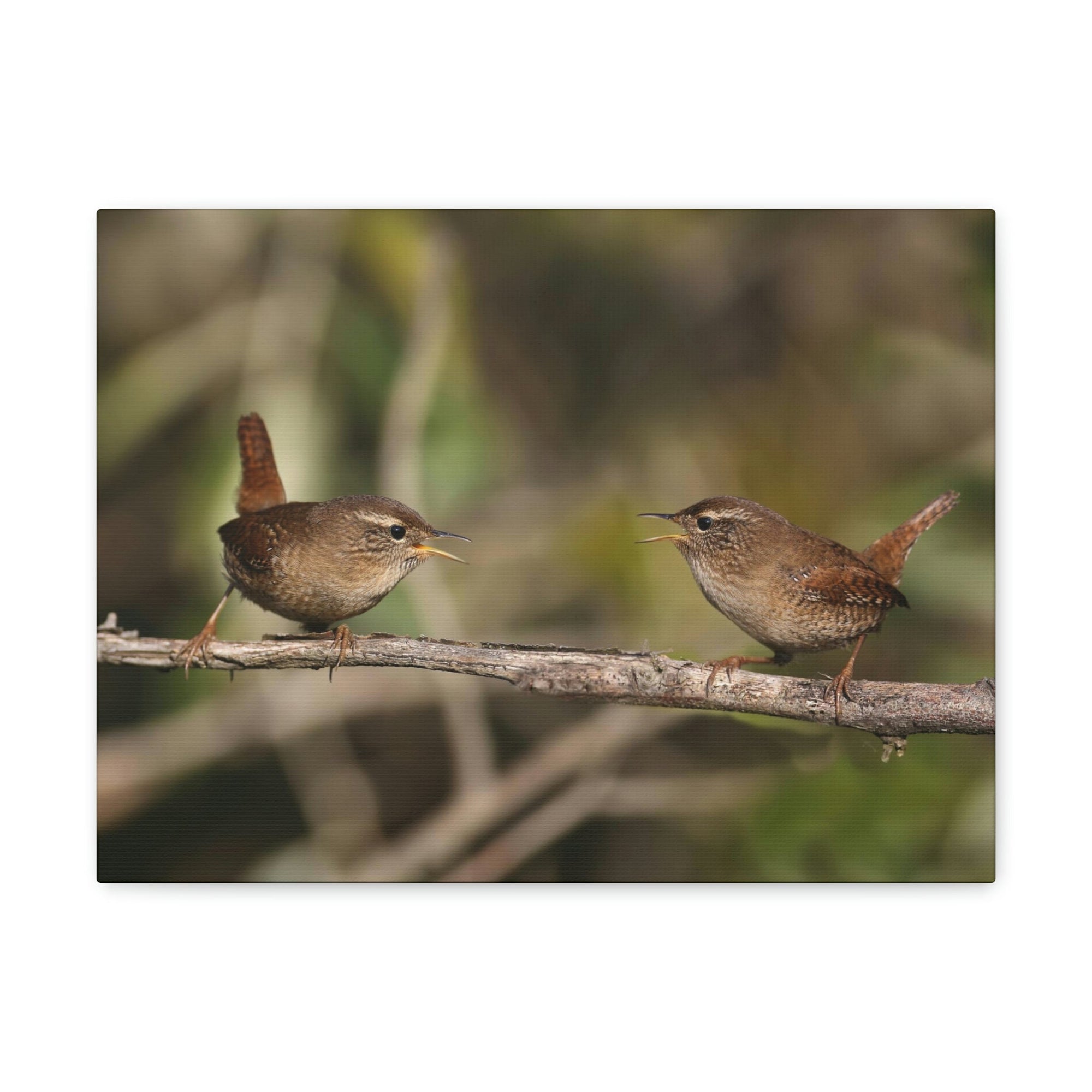 Funny Wren Silly Wren Scene Couple Wall Art Ready to Hang Unframed-Express Your Love Gifts