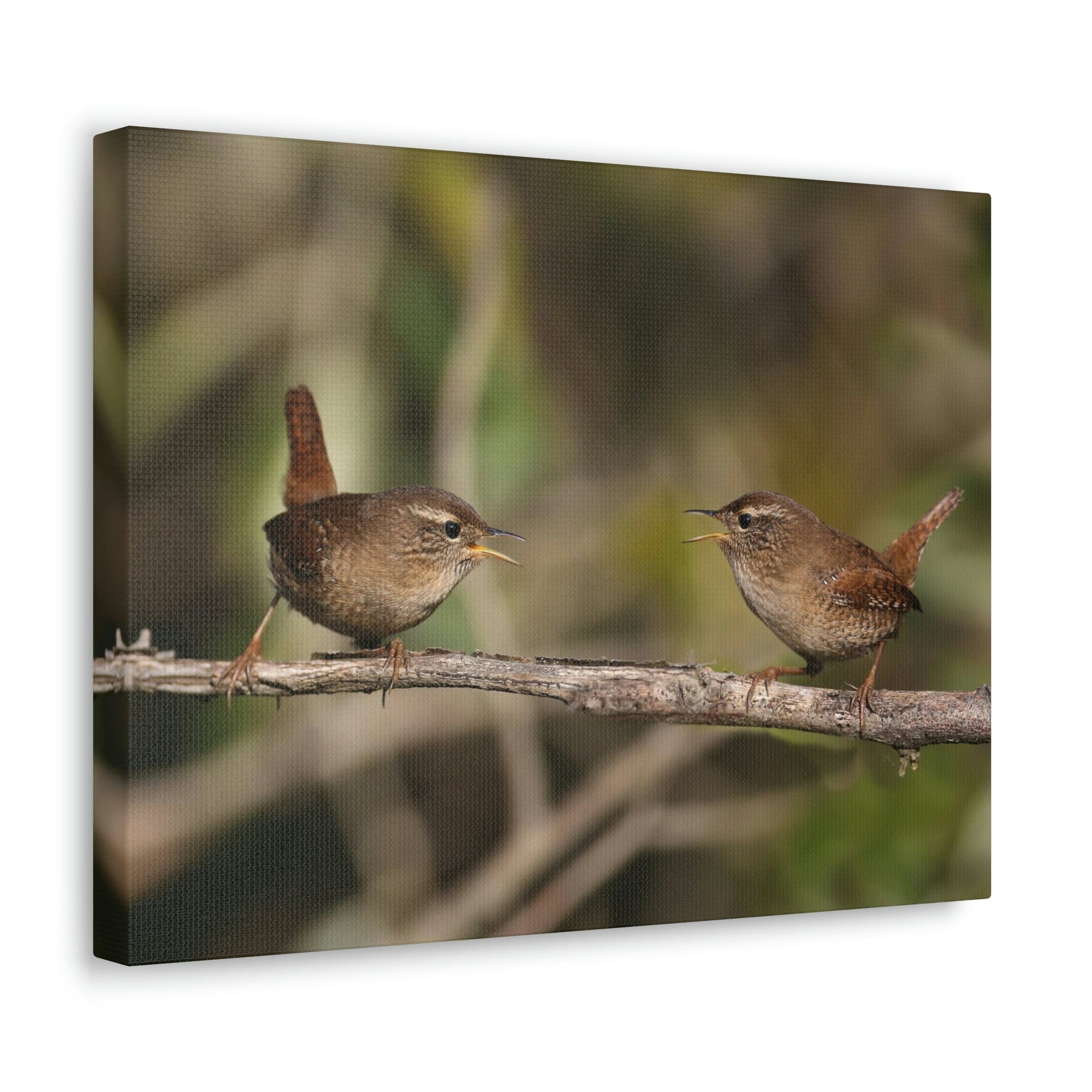 Funny Wren Silly Wren Scene Couple Wall Art Ready to Hang Unframed-Express Your Love Gifts