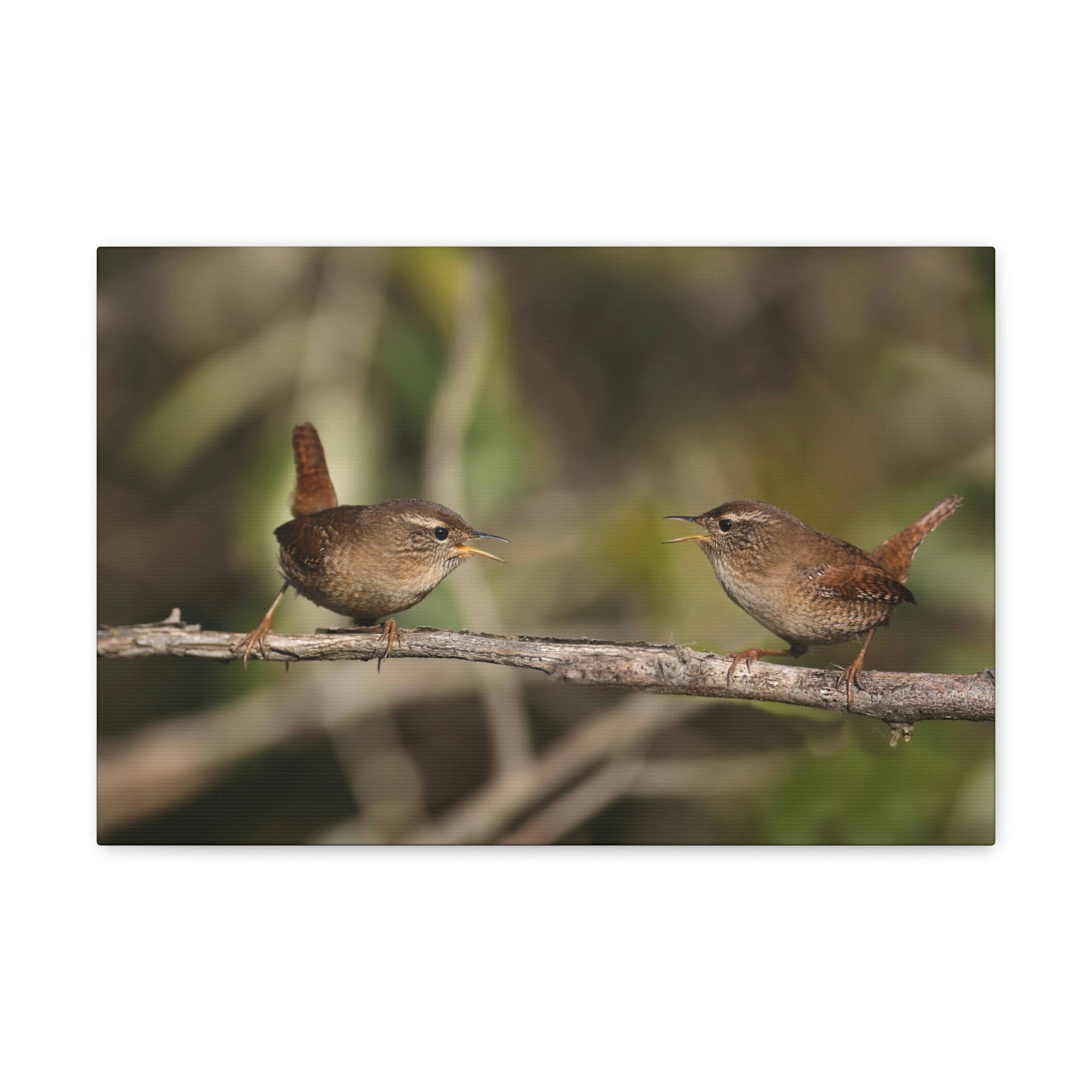 Funny Wren Silly Wren Scene Couple Wall Art Ready to Hang Unframed-Express Your Love Gifts