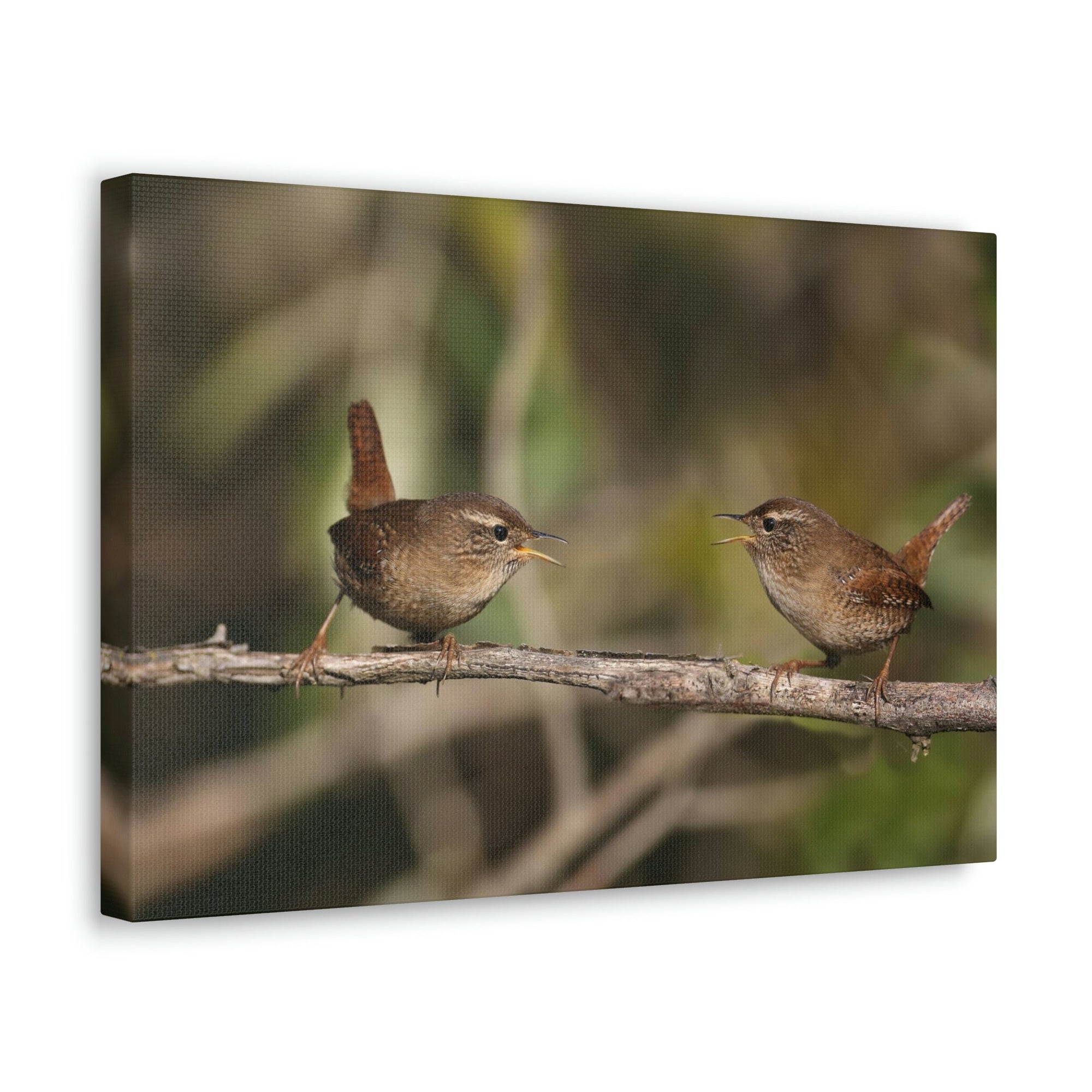 Funny Wren Silly Wren Scene Couple Wall Art Ready to Hang Unframed-Express Your Love Gifts