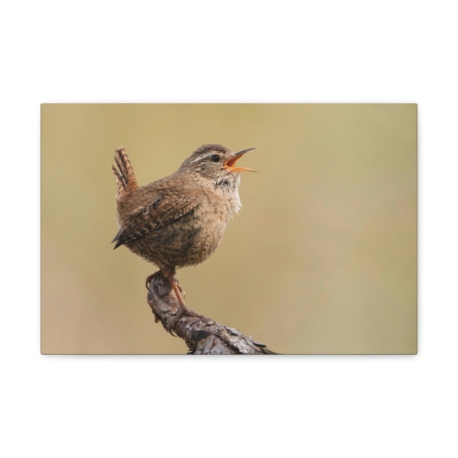 Funny Wren Silly Wren Scene Outside Wall Art Ready to Hang Unframed-Express Your Love Gifts