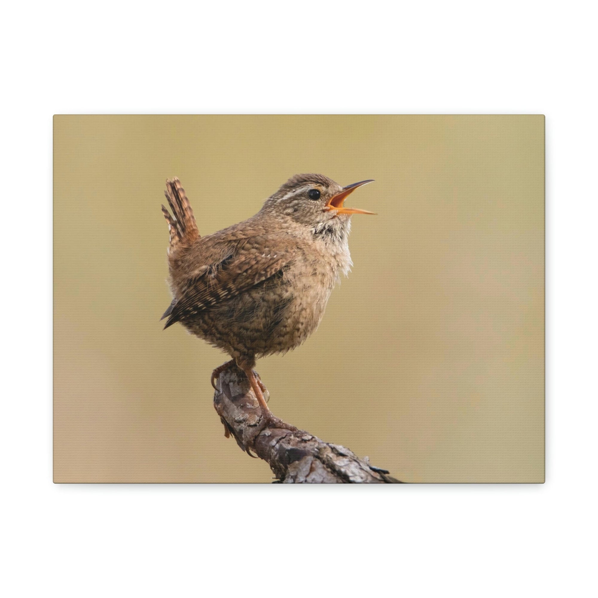 Funny Wren Silly Wren Scene Outside Wall Art Ready to Hang Unframed-Express Your Love Gifts