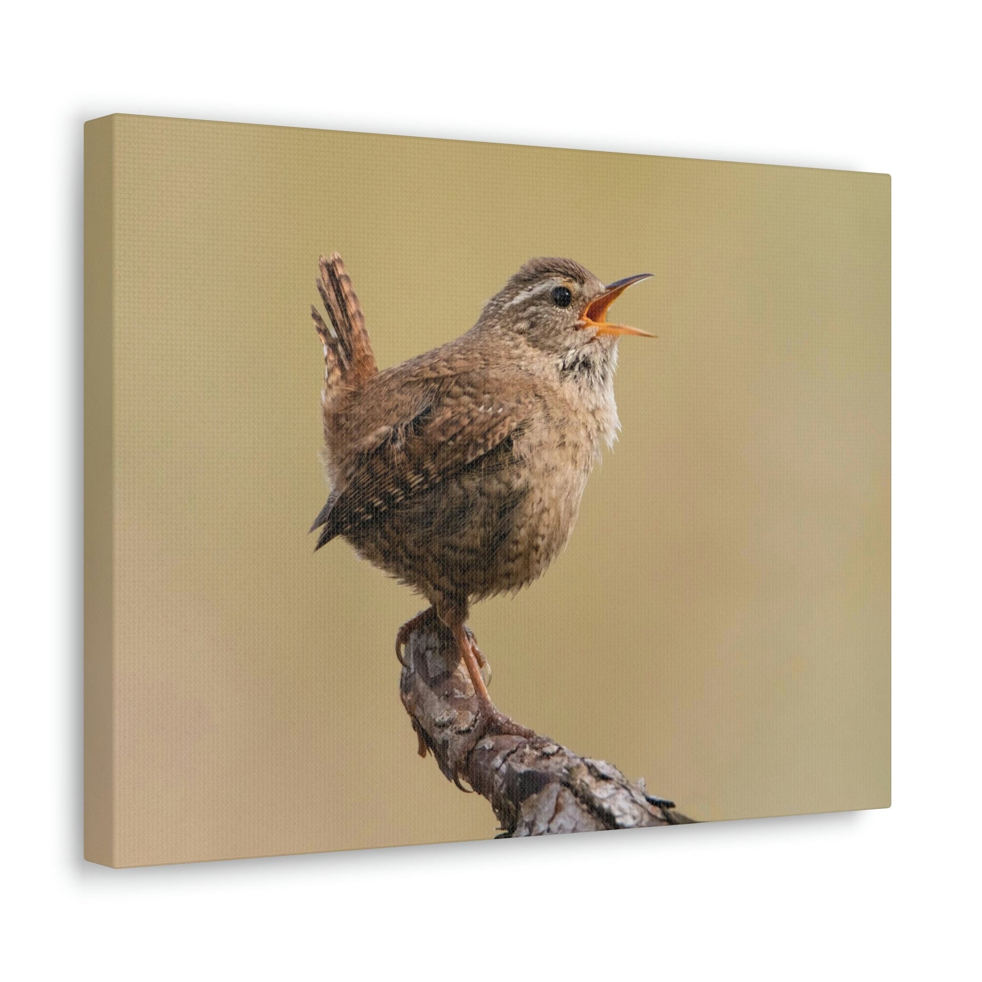 Funny Wren Silly Wren Scene Outside Wall Art Ready to Hang Unframed-Express Your Love Gifts