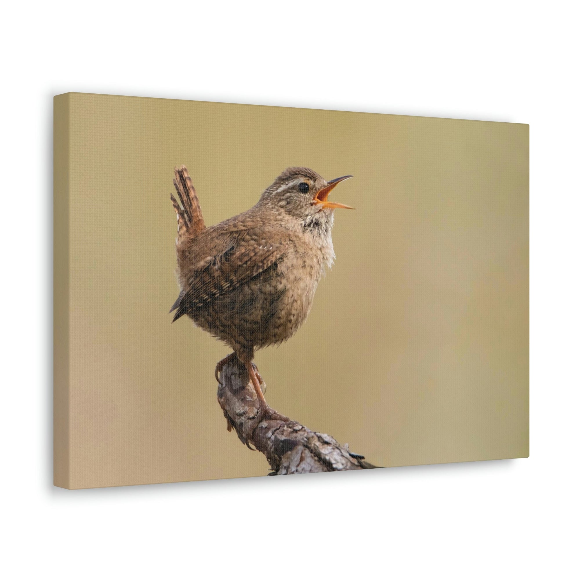 Funny Wren Silly Wren Scene Outside Wall Art Ready to Hang Unframed-Express Your Love Gifts