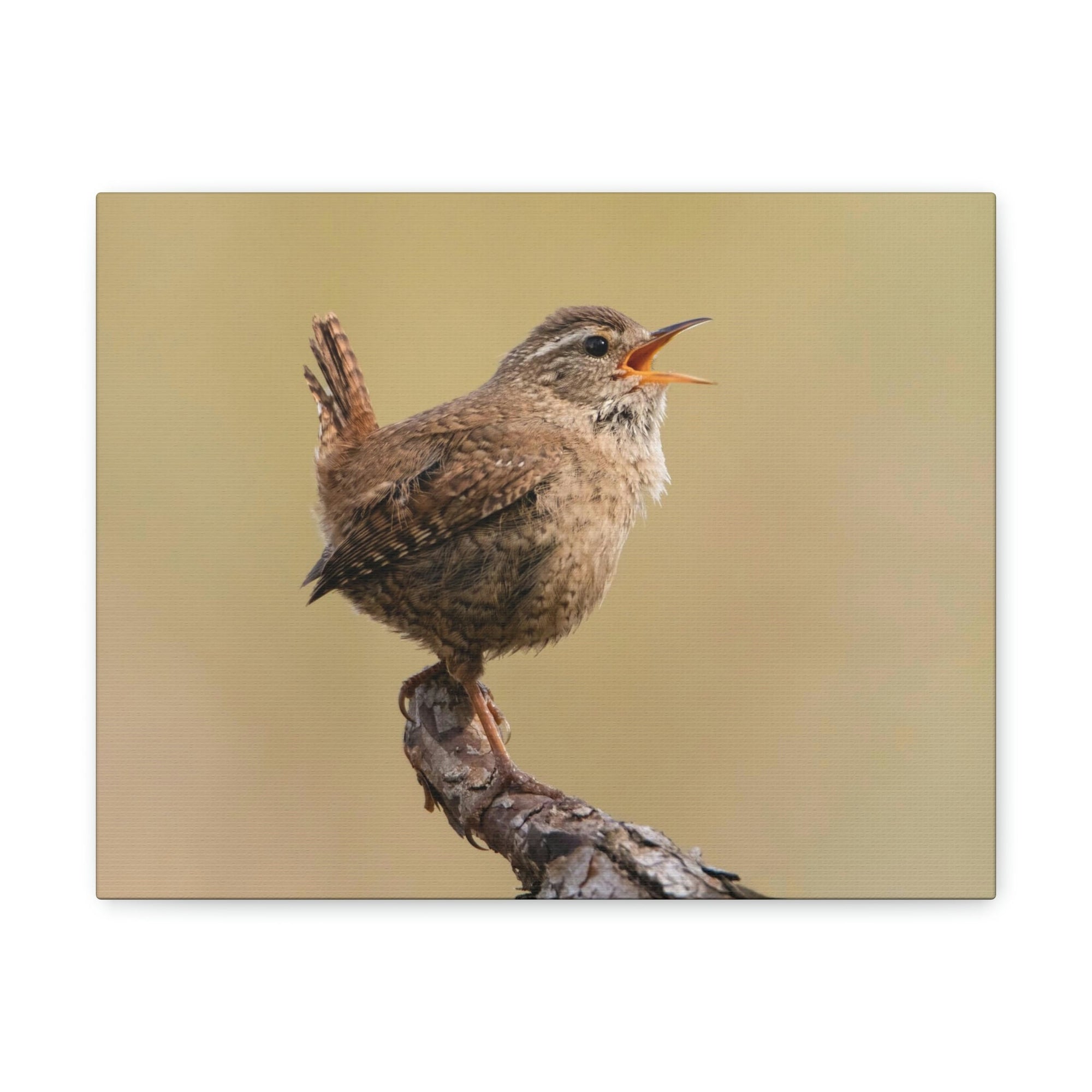 Funny Wren Silly Wren Scene Outside Wall Art Ready to Hang Unframed-Express Your Love Gifts