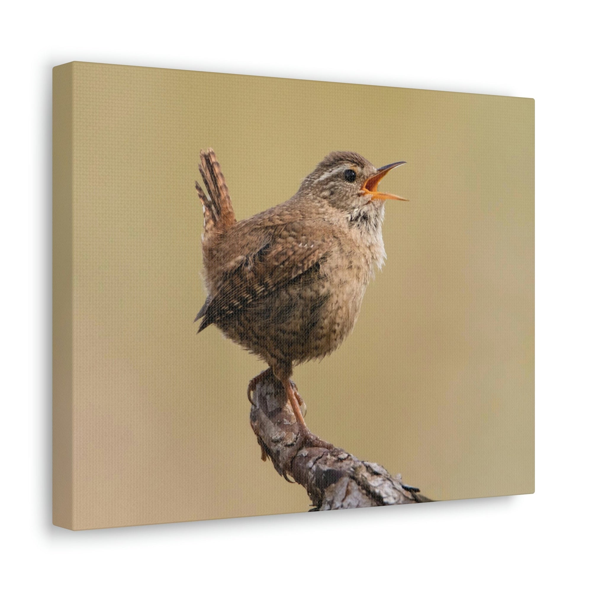 Funny Wren Silly Wren Scene Outside Wall Art Ready to Hang Unframed-Express Your Love Gifts