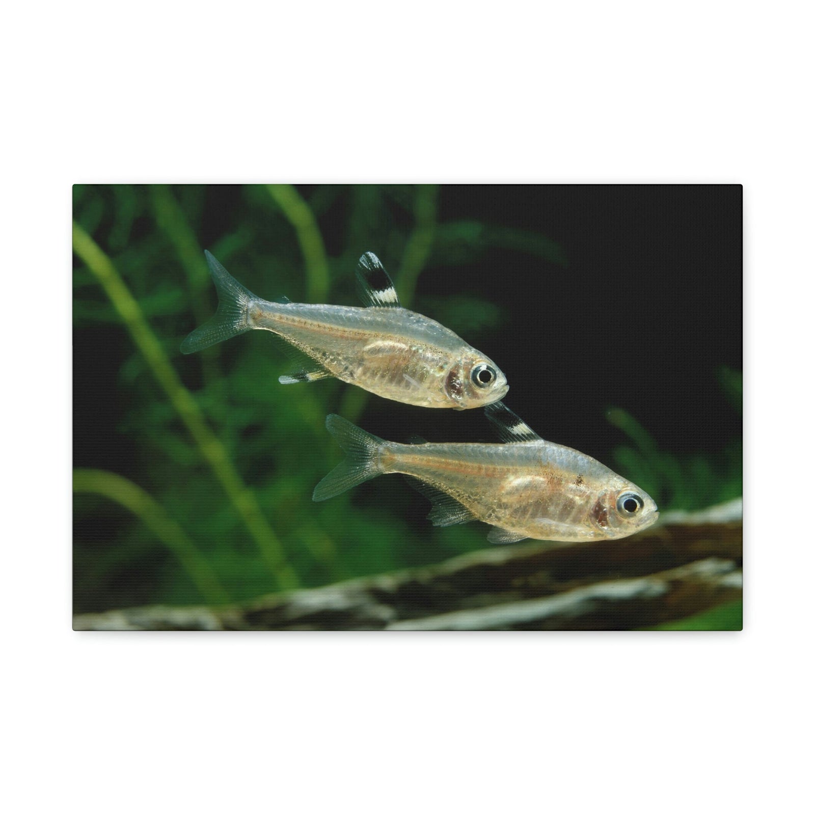 Funny X-ray Fish Silly X-ray Fish Scene Couple Wall Art Ready to Hang Unframed-Express Your Love Gifts