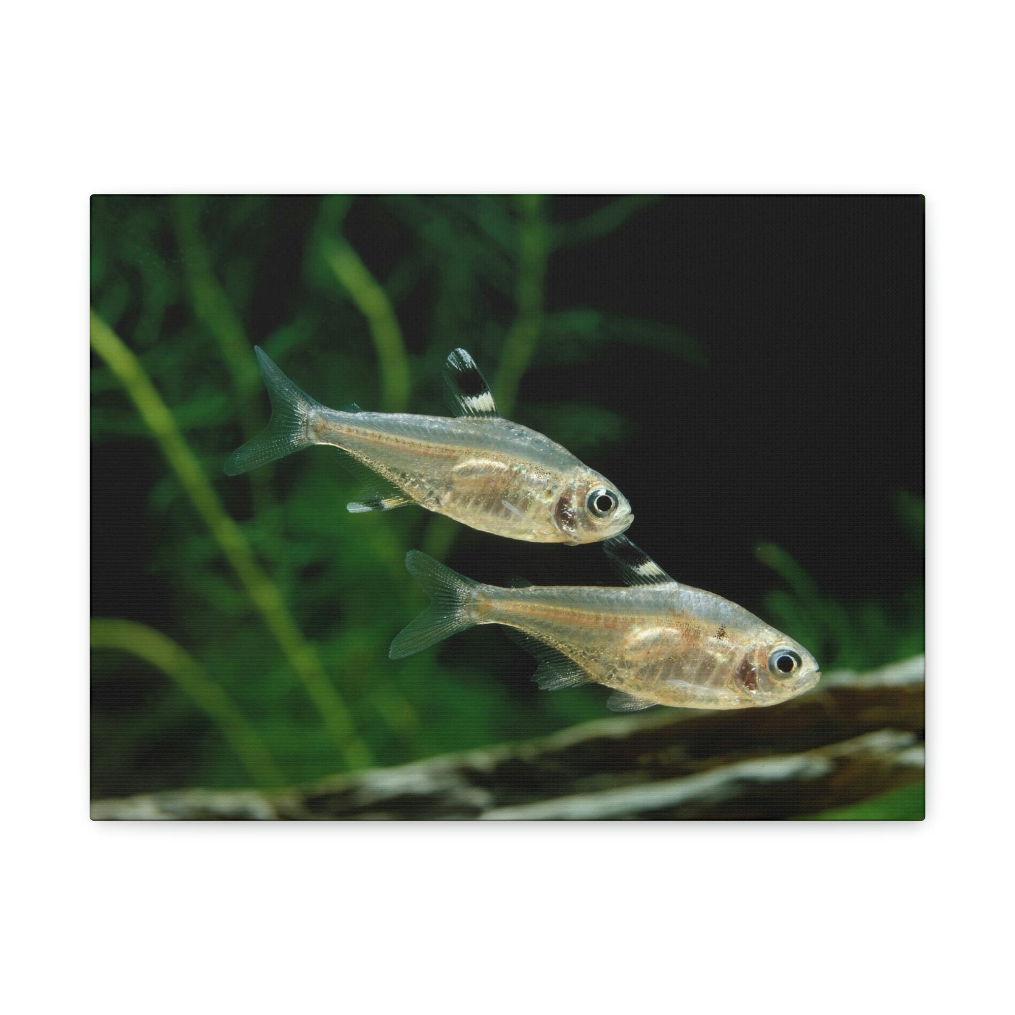 Funny X-ray Fish Silly X-ray Fish Scene Couple Wall Art Ready to Hang Unframed-Express Your Love Gifts