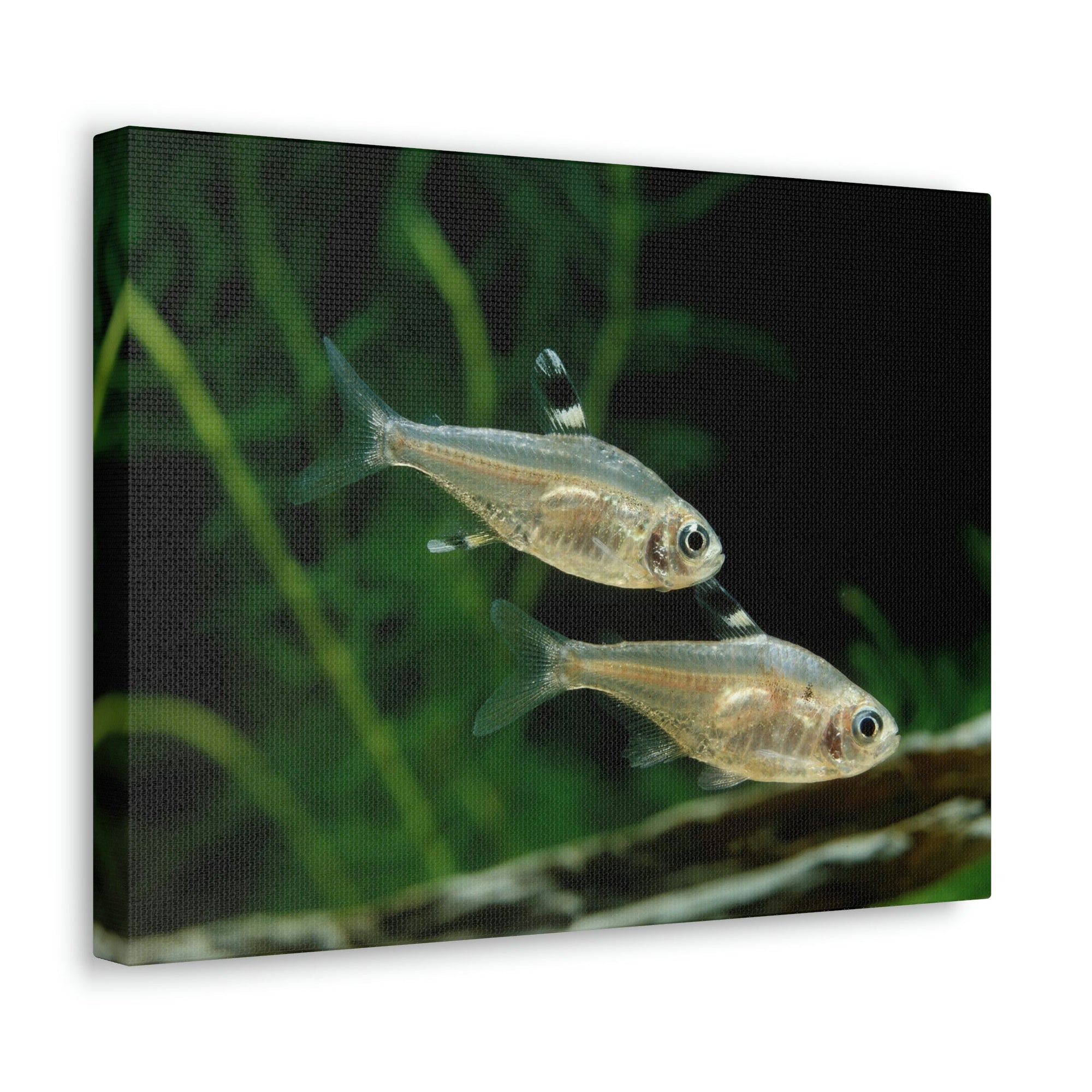 Funny X-ray Fish Silly X-ray Fish Scene Couple Wall Art Ready to Hang Unframed-Express Your Love Gifts