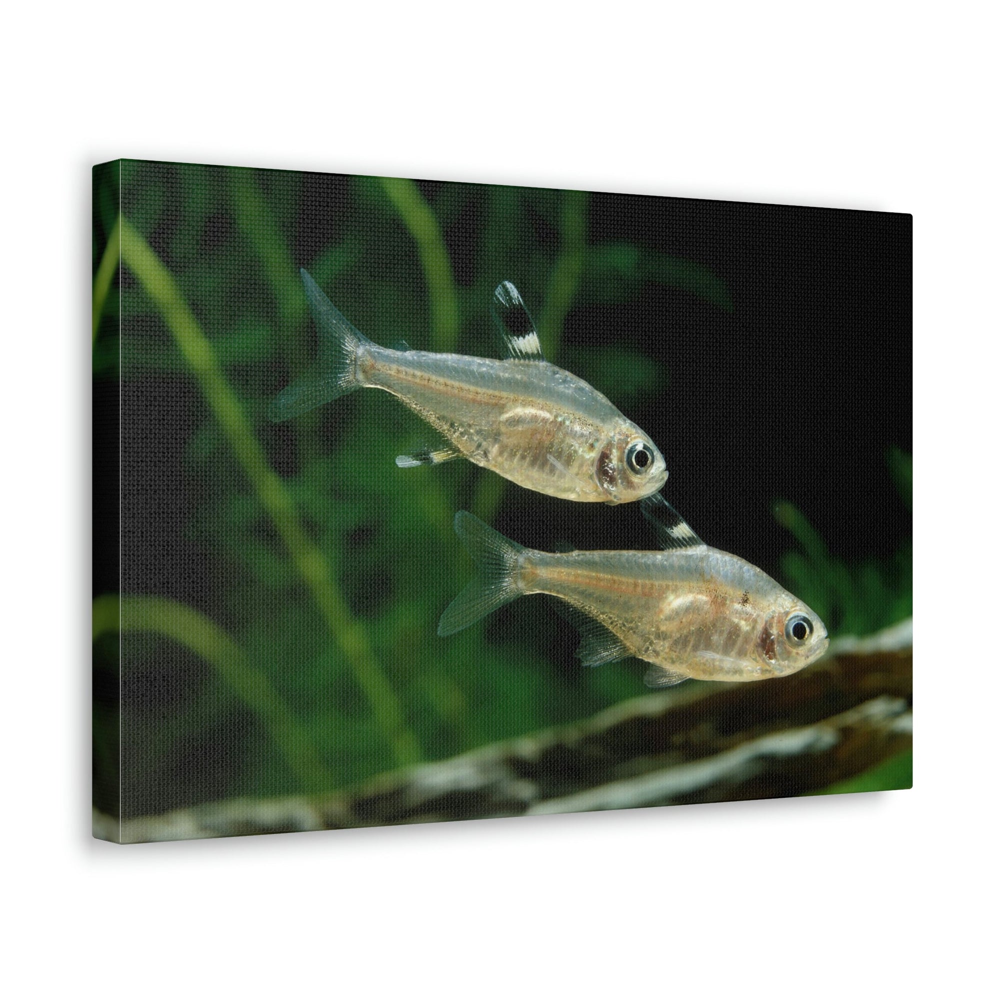 Funny X-ray Fish Silly X-ray Fish Scene Couple Wall Art Ready to Hang Unframed-Express Your Love Gifts