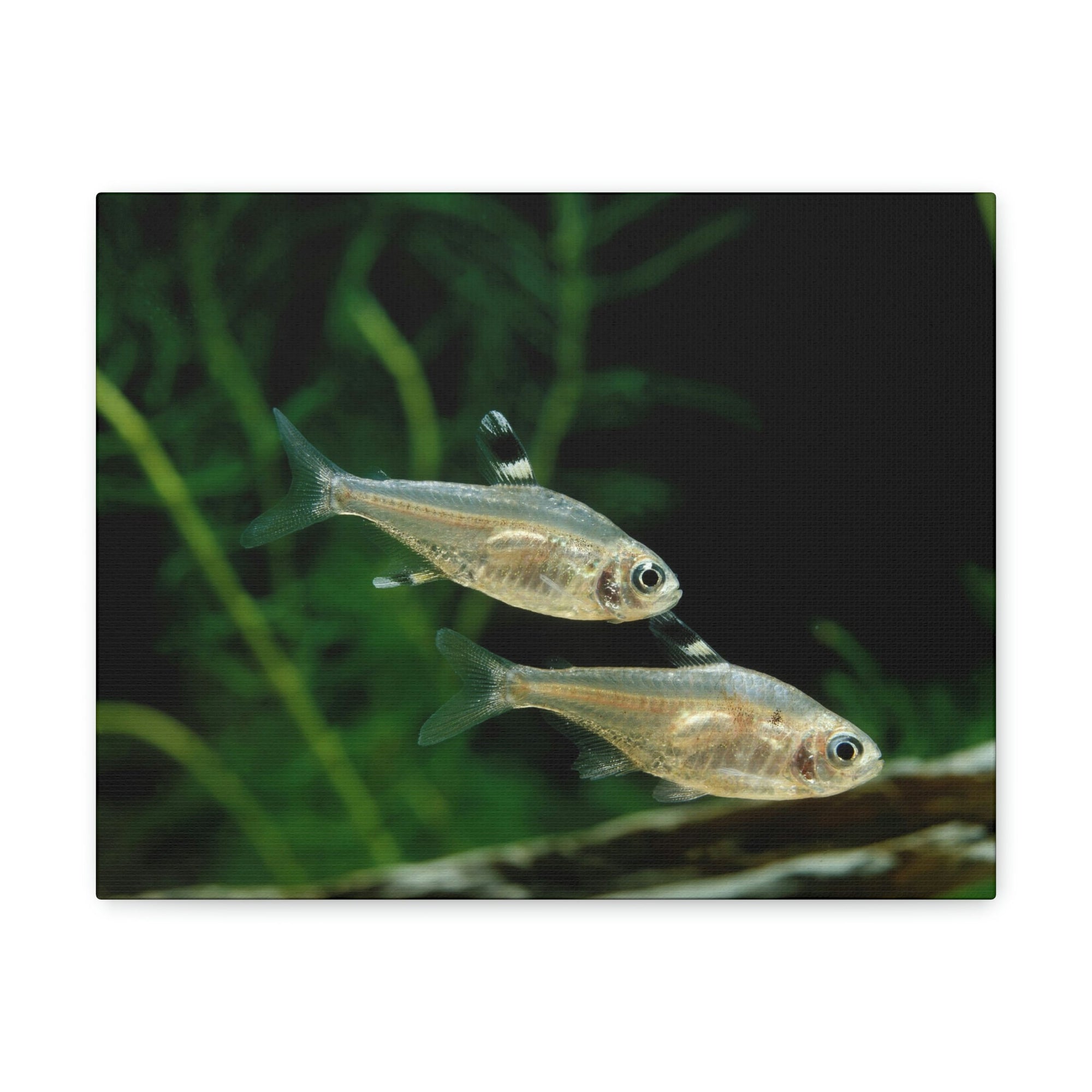 Funny X-ray Fish Silly X-ray Fish Scene Couple Wall Art Ready to Hang Unframed-Express Your Love Gifts