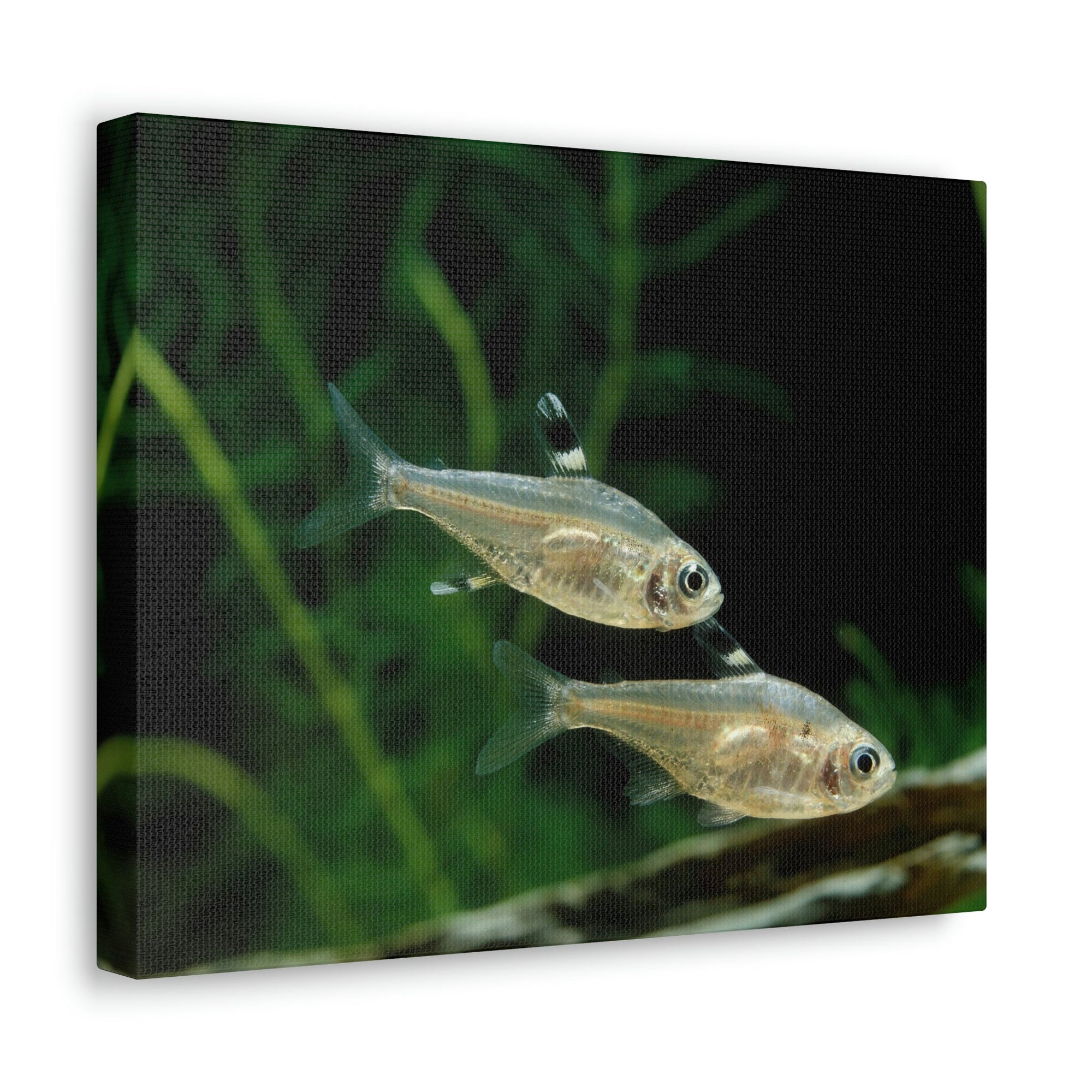 Funny X-ray Fish Silly X-ray Fish Scene Couple Wall Art Ready to Hang Unframed-Express Your Love Gifts