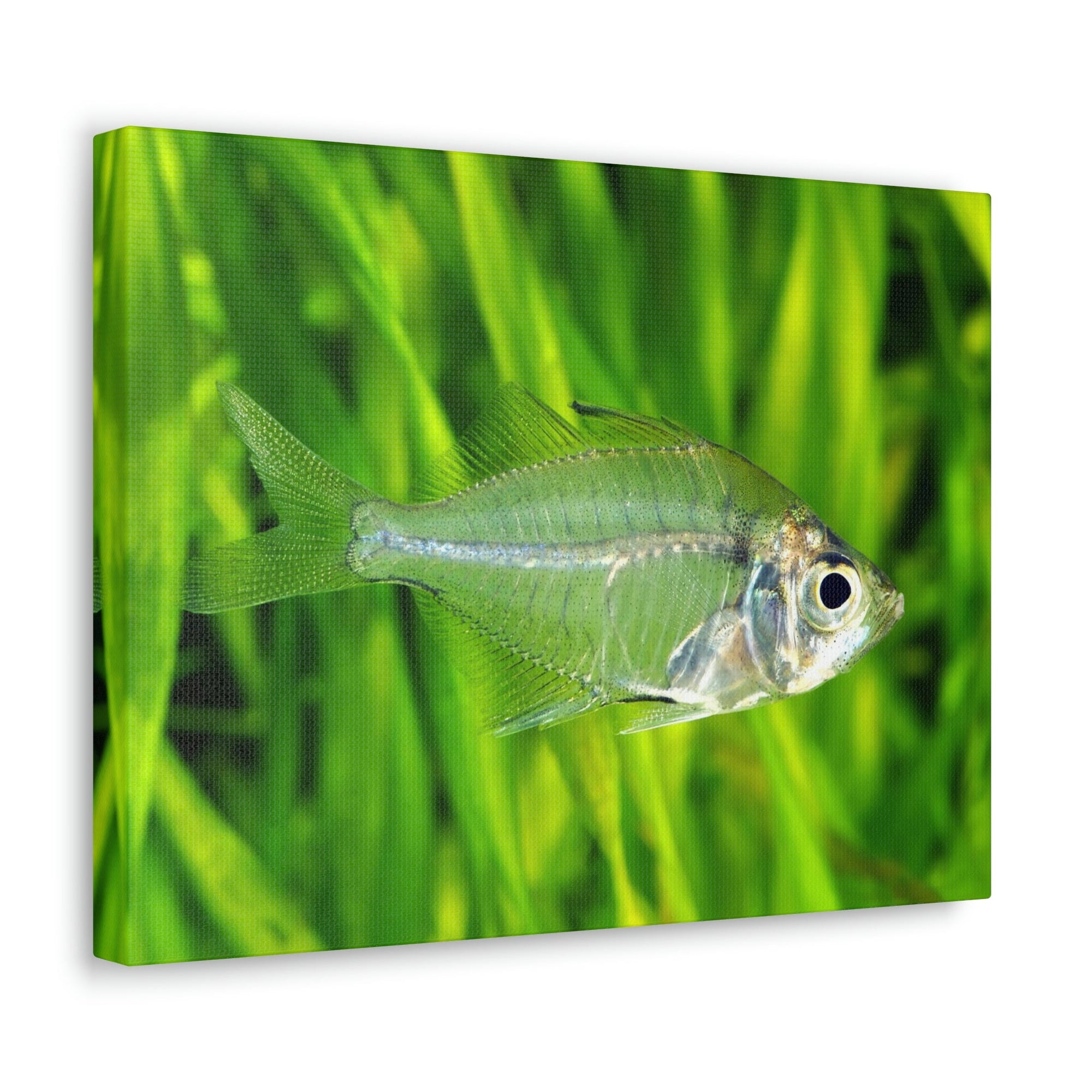 Funny X-Ray Fish Silly X-Ray Fish Scene Outside Wall Art Ready to Hang Unframed-Express Your Love Gifts