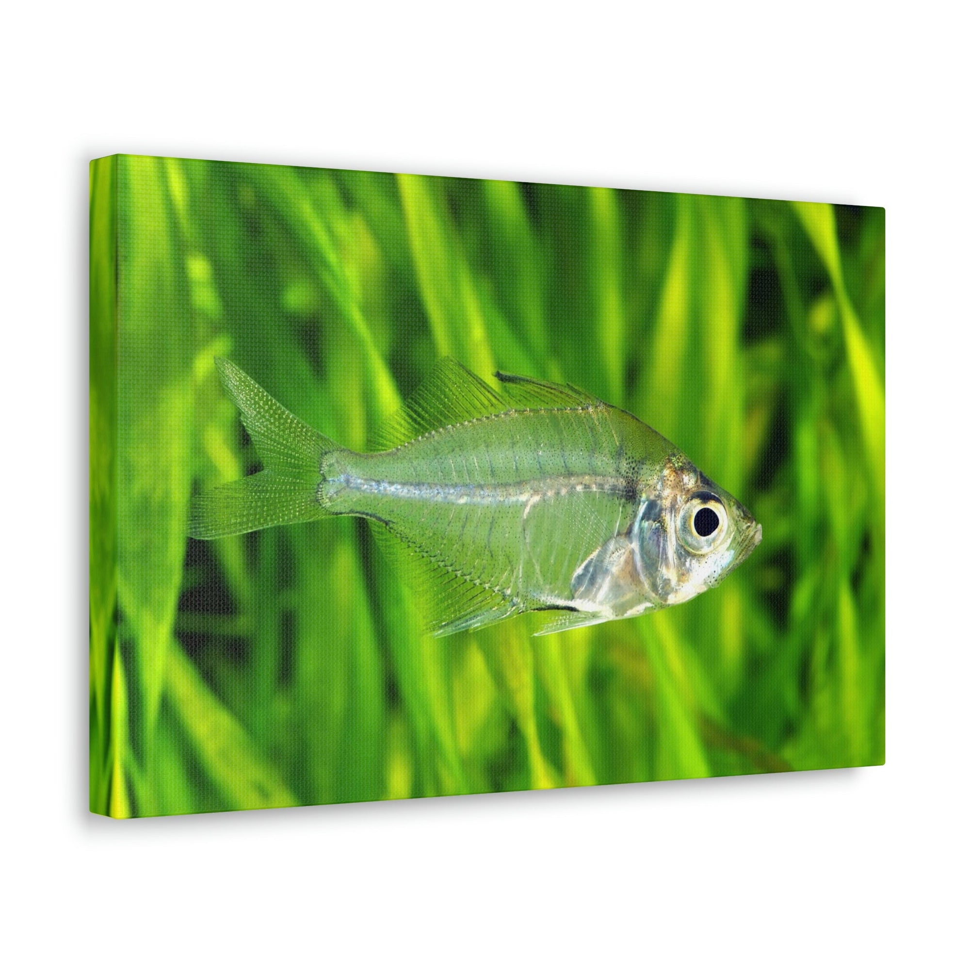 Funny X-Ray Fish Silly X-Ray Fish Scene Outside Wall Art Ready to Hang Unframed-Express Your Love Gifts