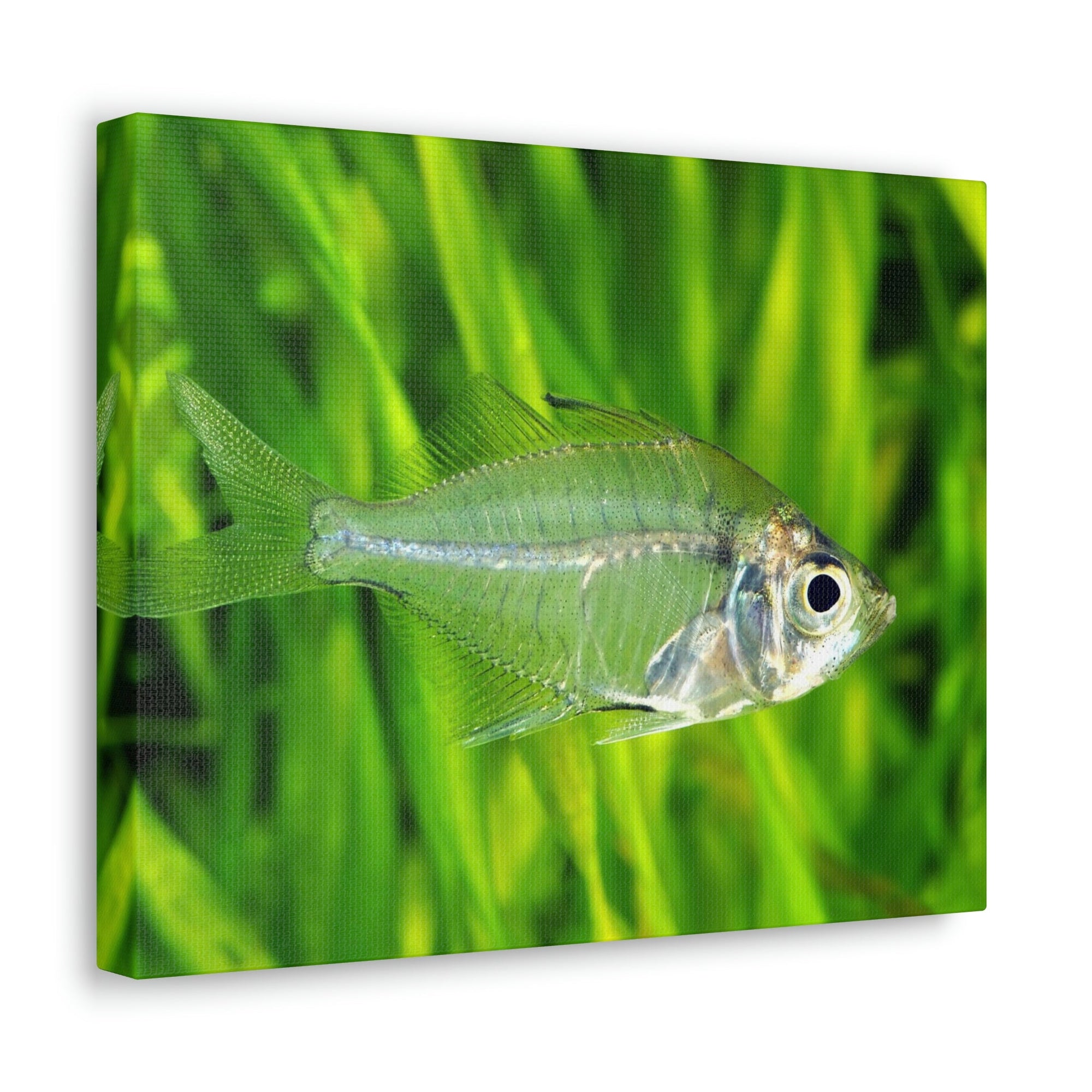 Funny X-Ray Fish Silly X-Ray Fish Scene Outside Wall Art Ready to Hang Unframed-Express Your Love Gifts