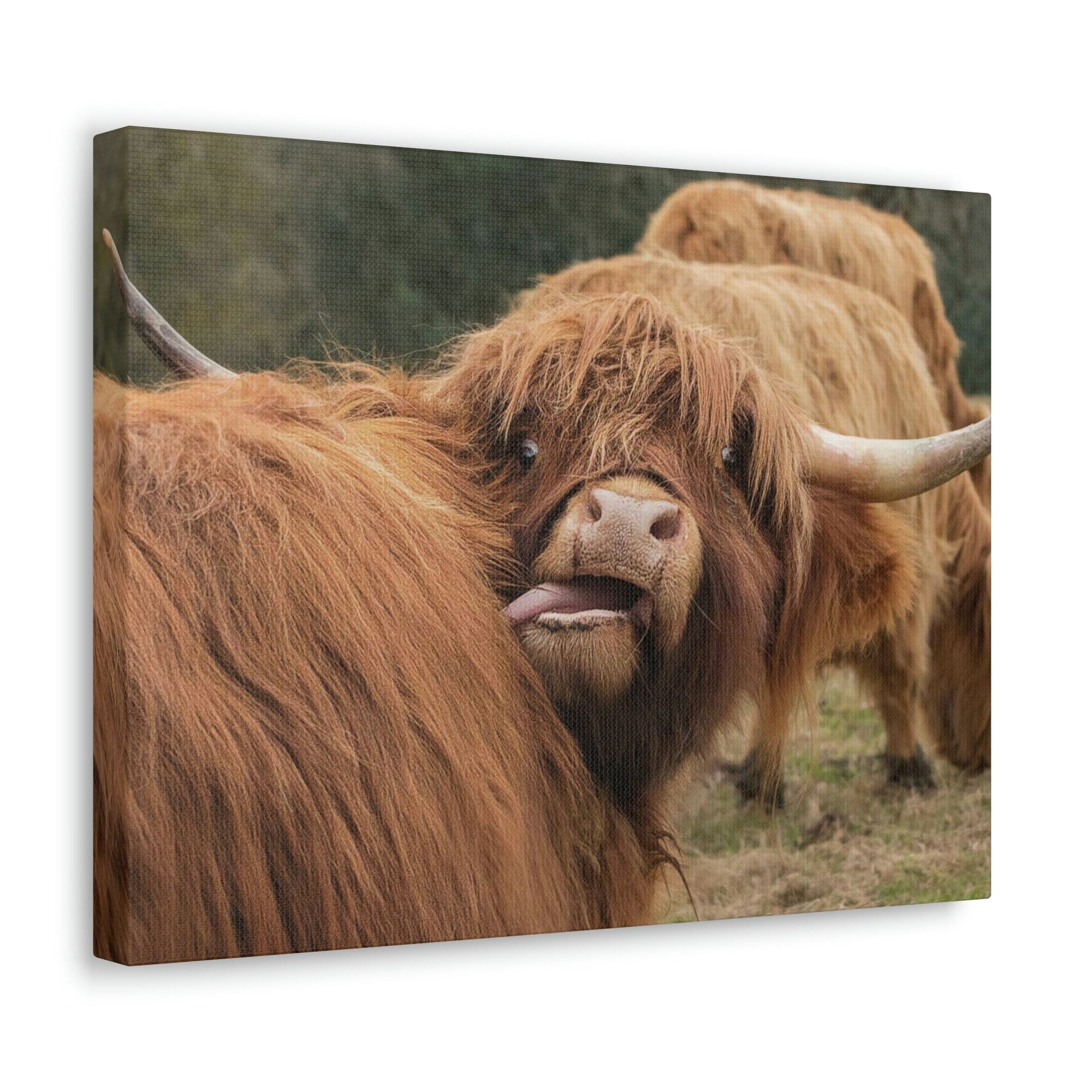 Funny Yak Silly Yak Outside Wall Art Ready to Hang Unframed-Express Your Love Gifts