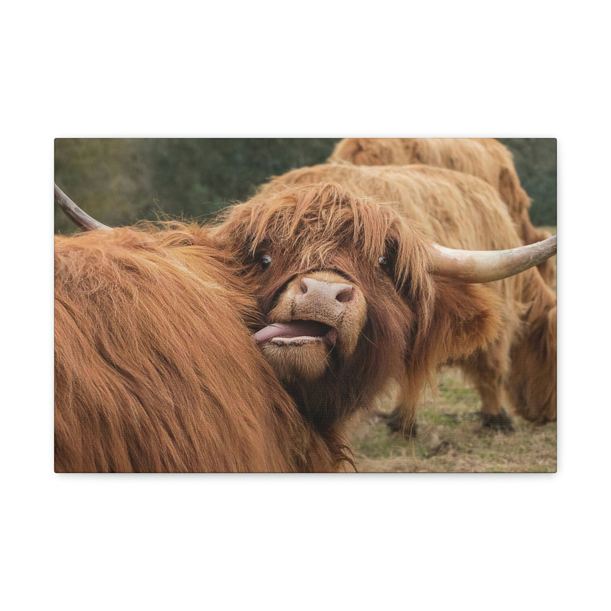 Funny Yak Silly Yak Outside Wall Art Ready to Hang Unframed-Express Your Love Gifts