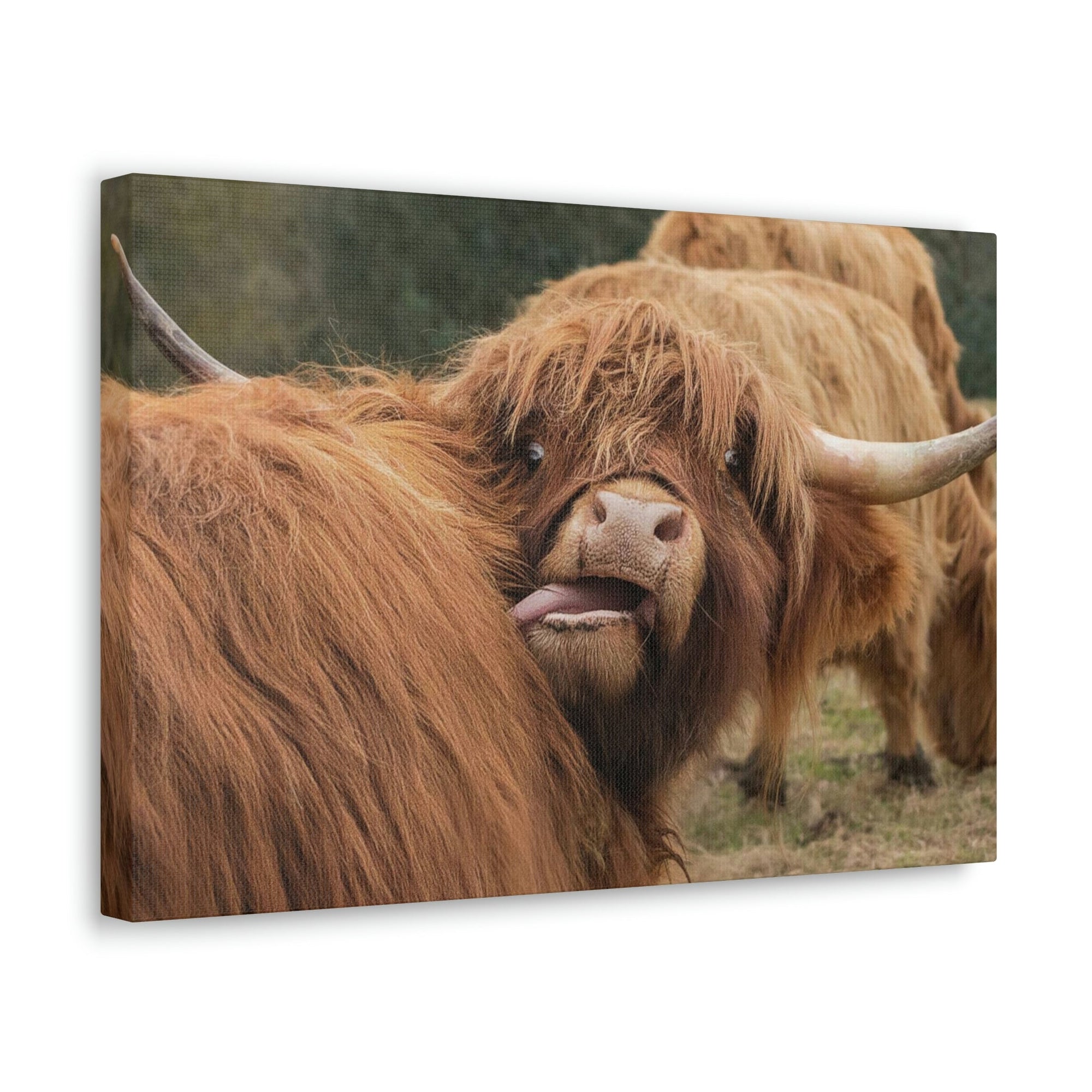 Funny Yak Silly Yak Outside Wall Art Ready to Hang Unframed-Express Your Love Gifts