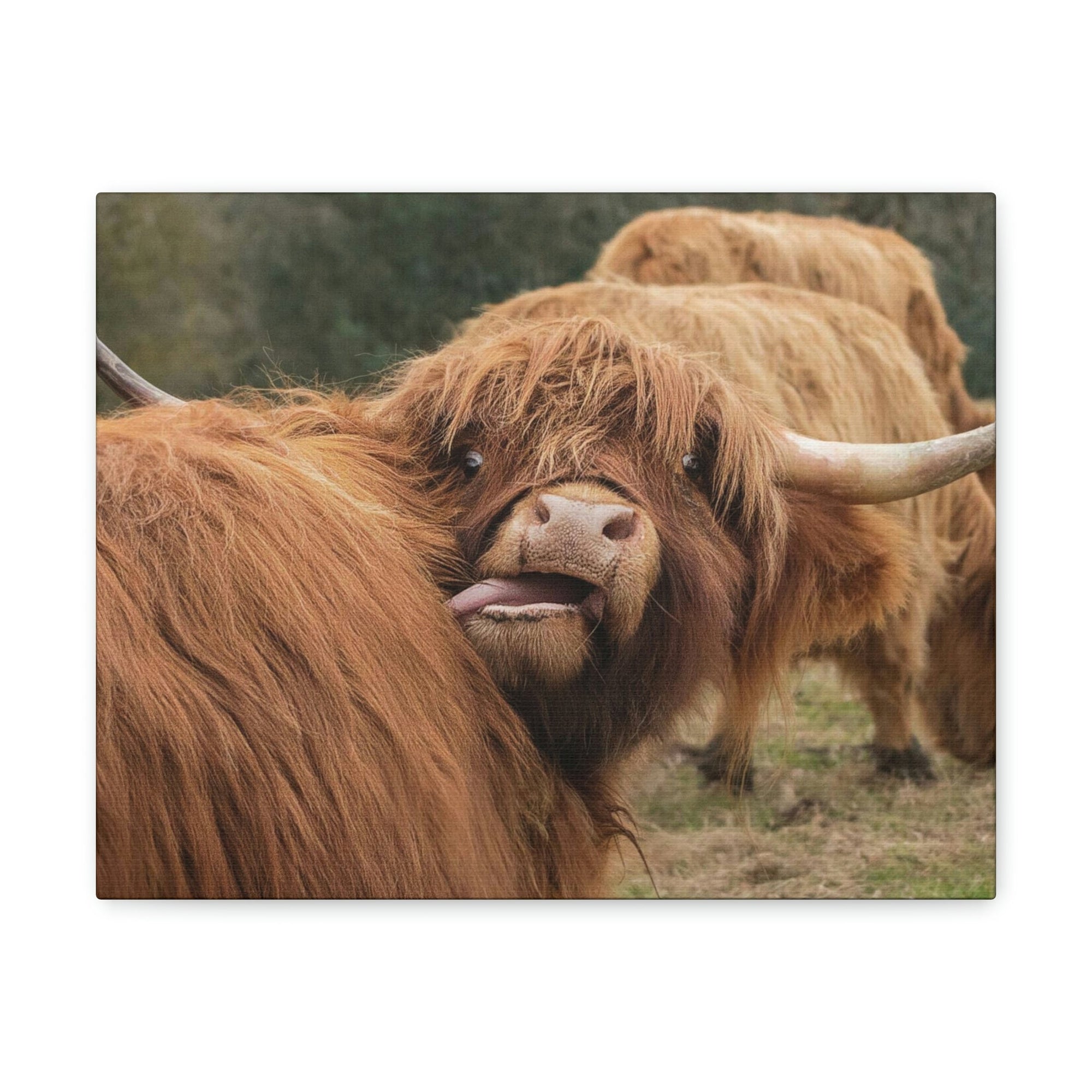 Funny Yak Silly Yak Outside Wall Art Ready to Hang Unframed-Express Your Love Gifts