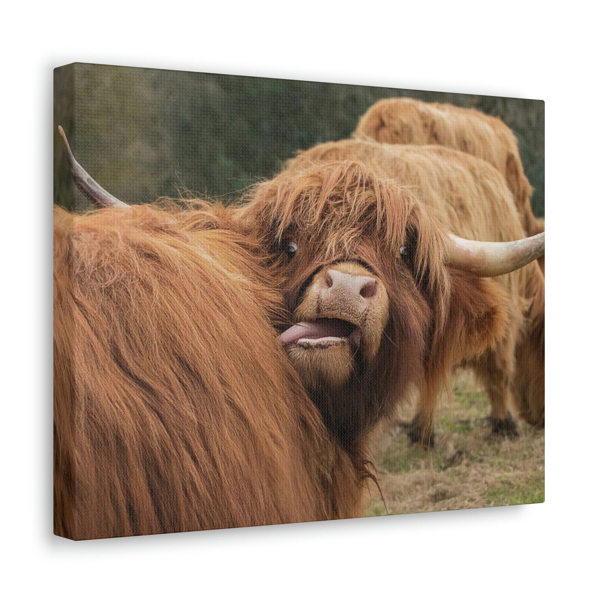 Funny Yak Silly Yak Outside Wall Art Ready to Hang Unframed-Express Your Love Gifts