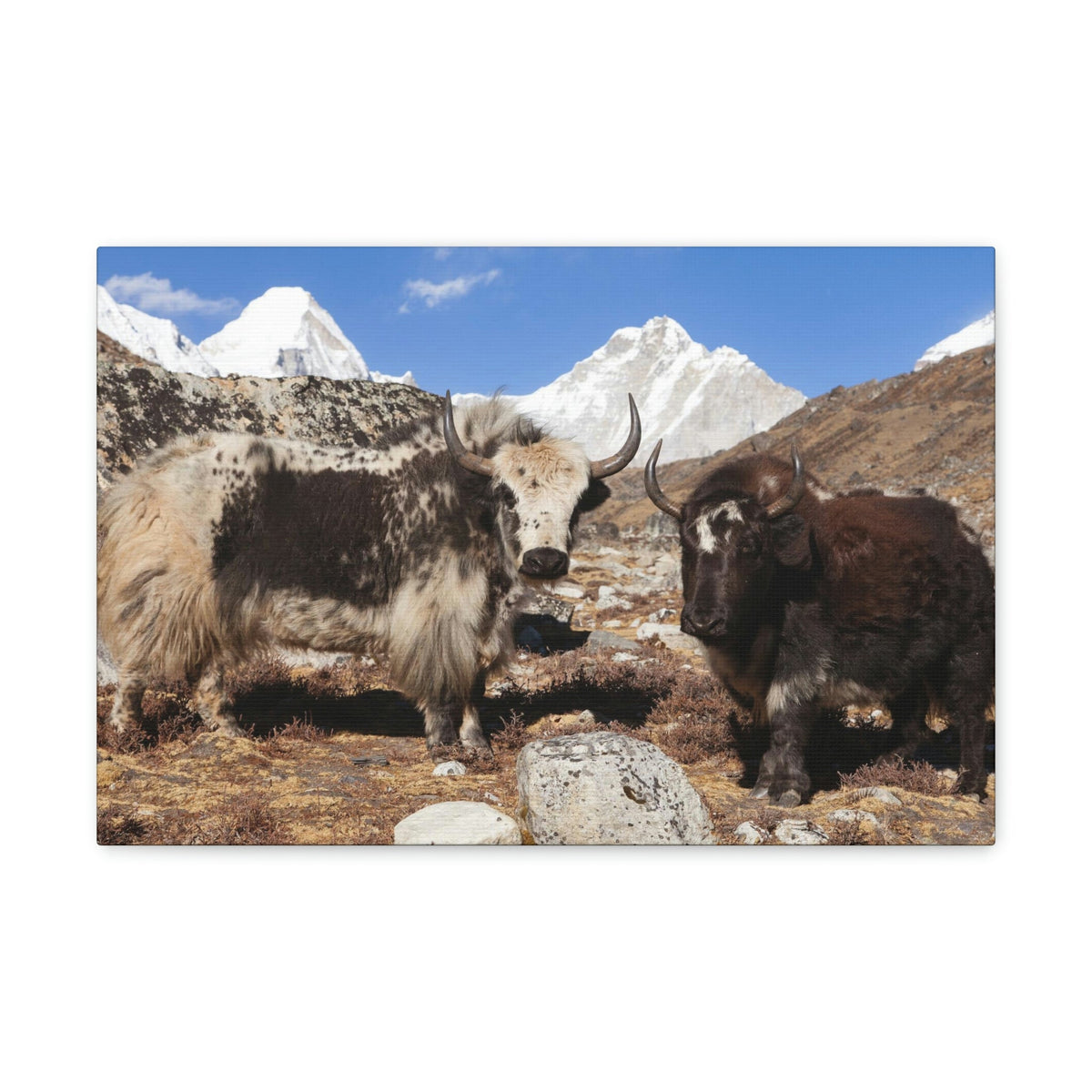 Funny Yak Silly Yak Scene Couple Wall Art Ready to Hang Unframed-Express Your Love Gifts