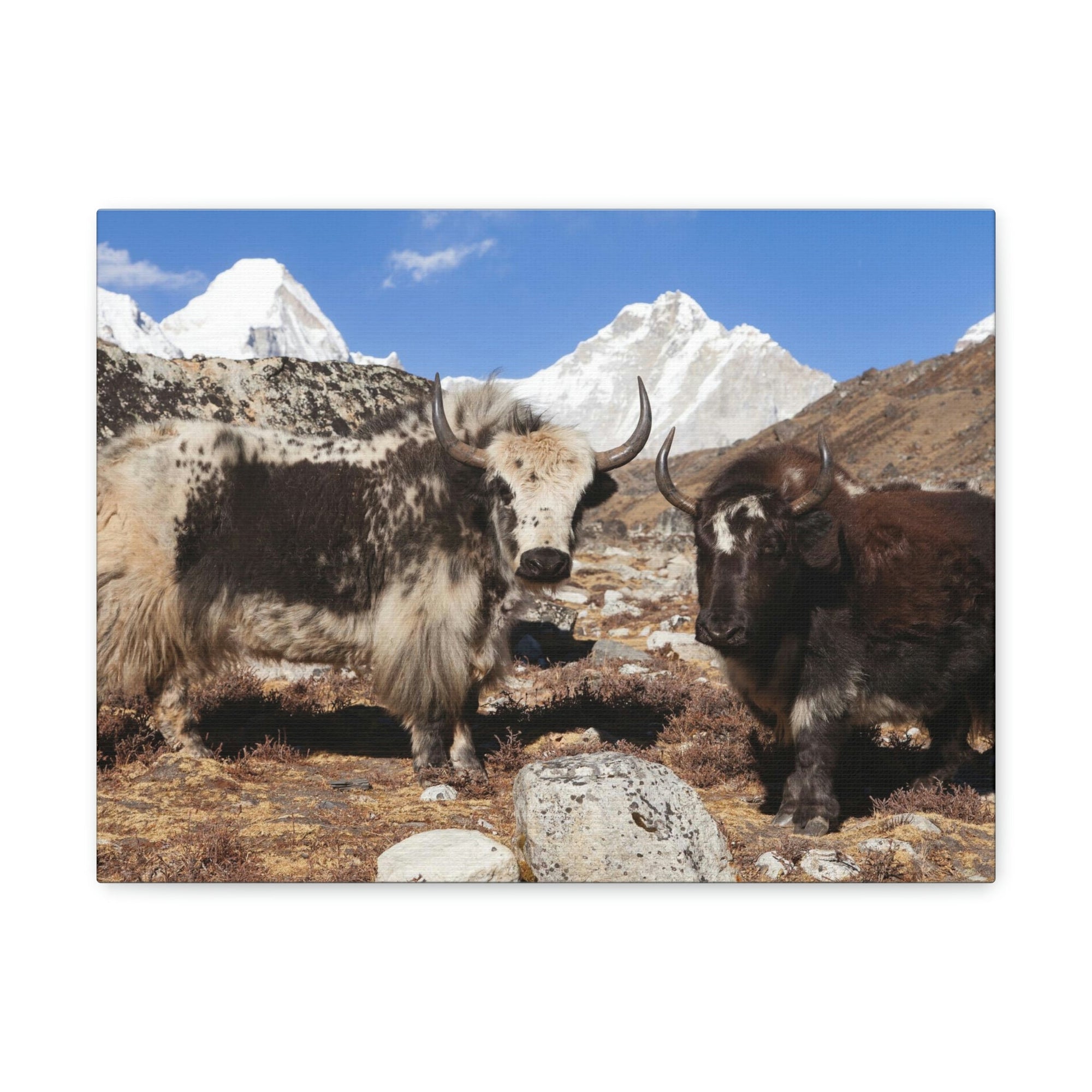 Funny Yak Silly Yak Scene Couple Wall Art Ready to Hang Unframed-Express Your Love Gifts