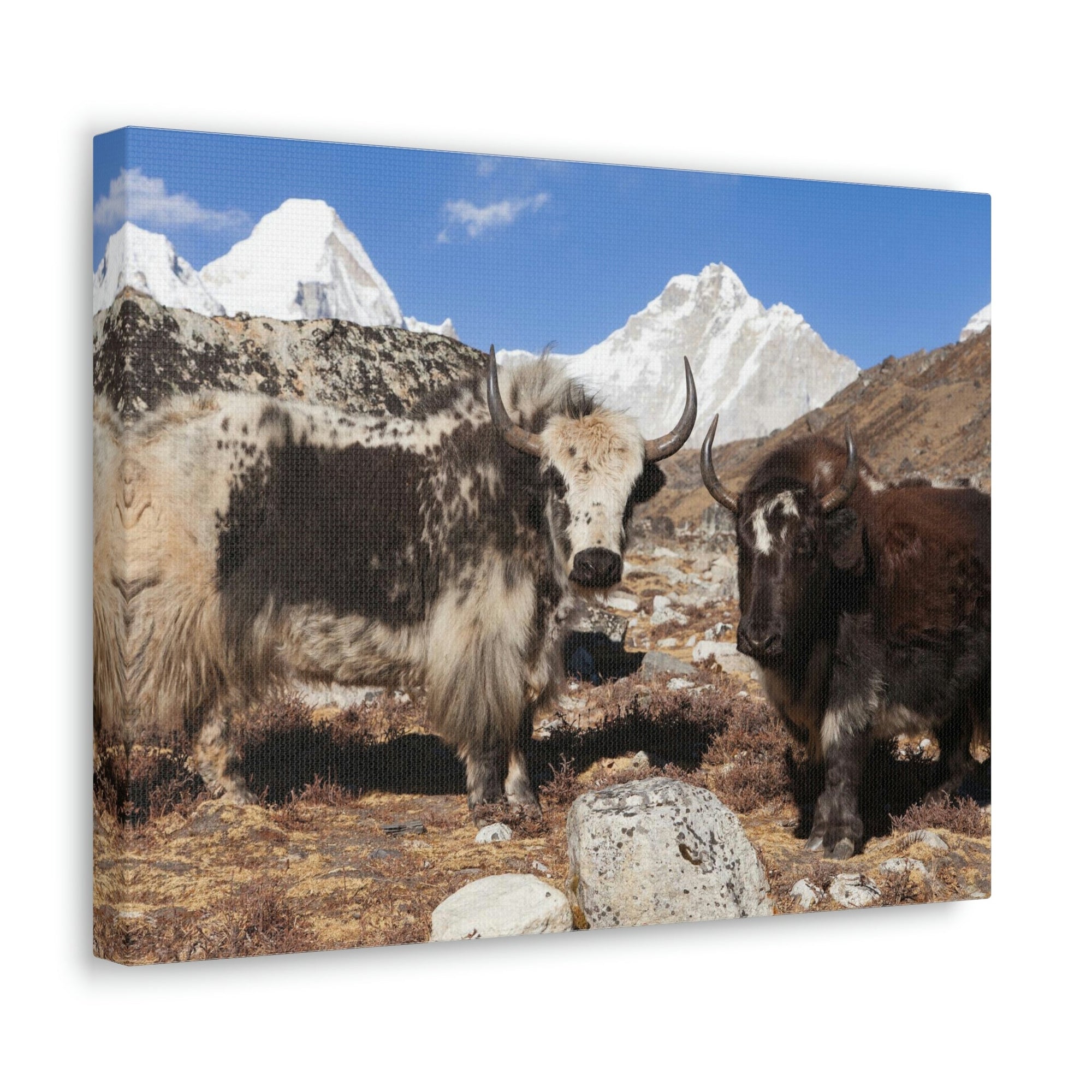 Funny Yak Silly Yak Scene Couple Wall Art Ready to Hang Unframed-Express Your Love Gifts