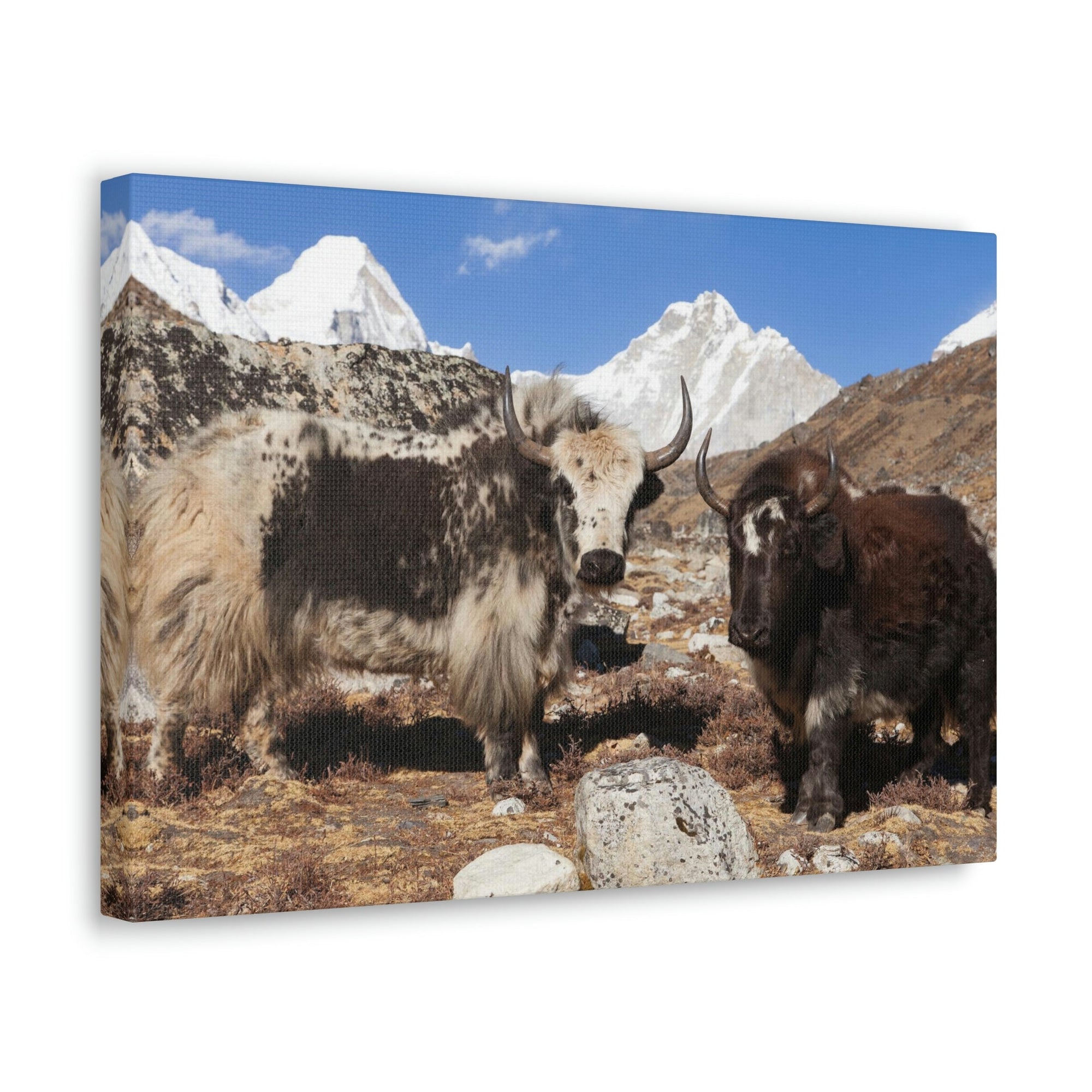 Funny Yak Silly Yak Scene Couple Wall Art Ready to Hang Unframed-Express Your Love Gifts