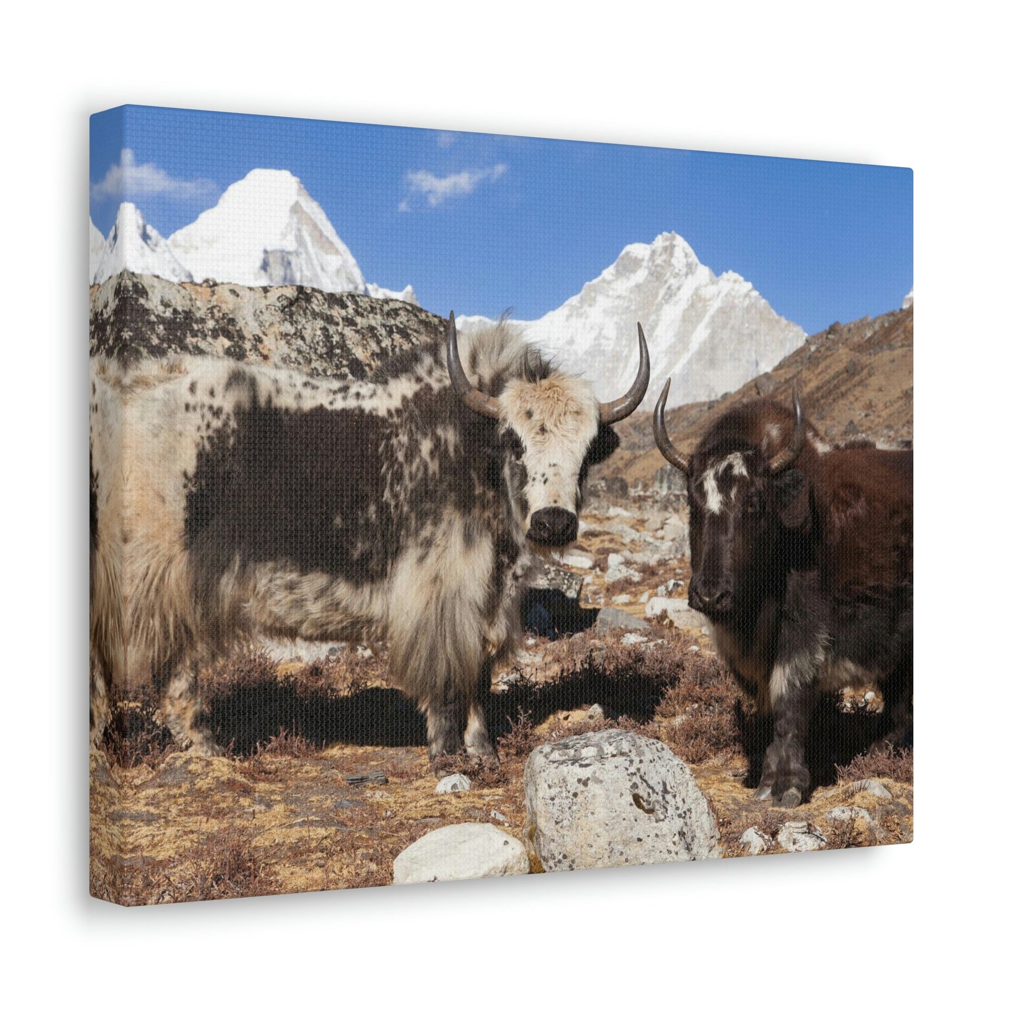 Funny Yak Silly Yak Scene Couple Wall Art Ready to Hang Unframed-Express Your Love Gifts