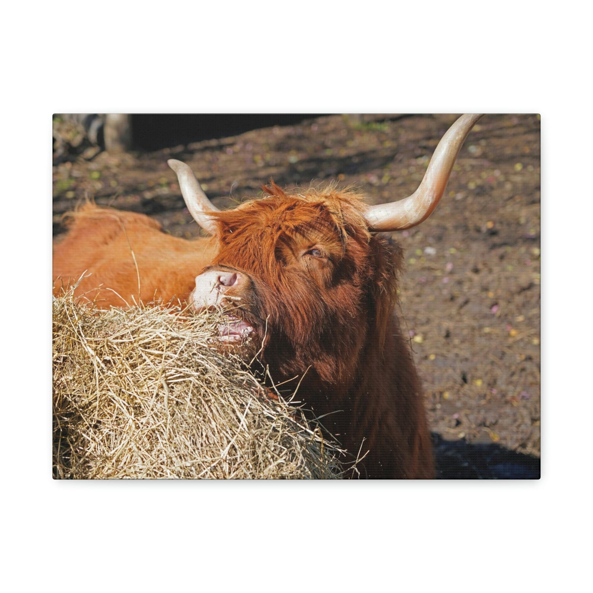 Funny Yak Silly Yak Scene Outdoor Wall Art Ready to Hang Unframed-Express Your Love Gifts