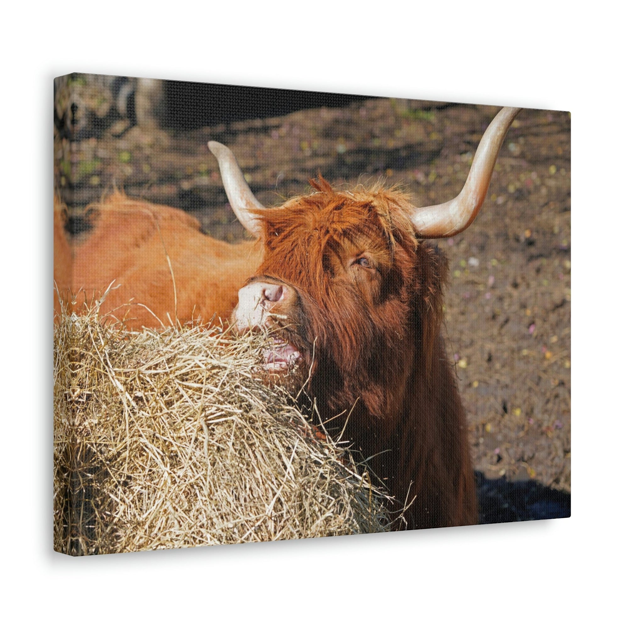 Funny Yak Silly Yak Scene Outdoor Wall Art Ready to Hang Unframed-Express Your Love Gifts