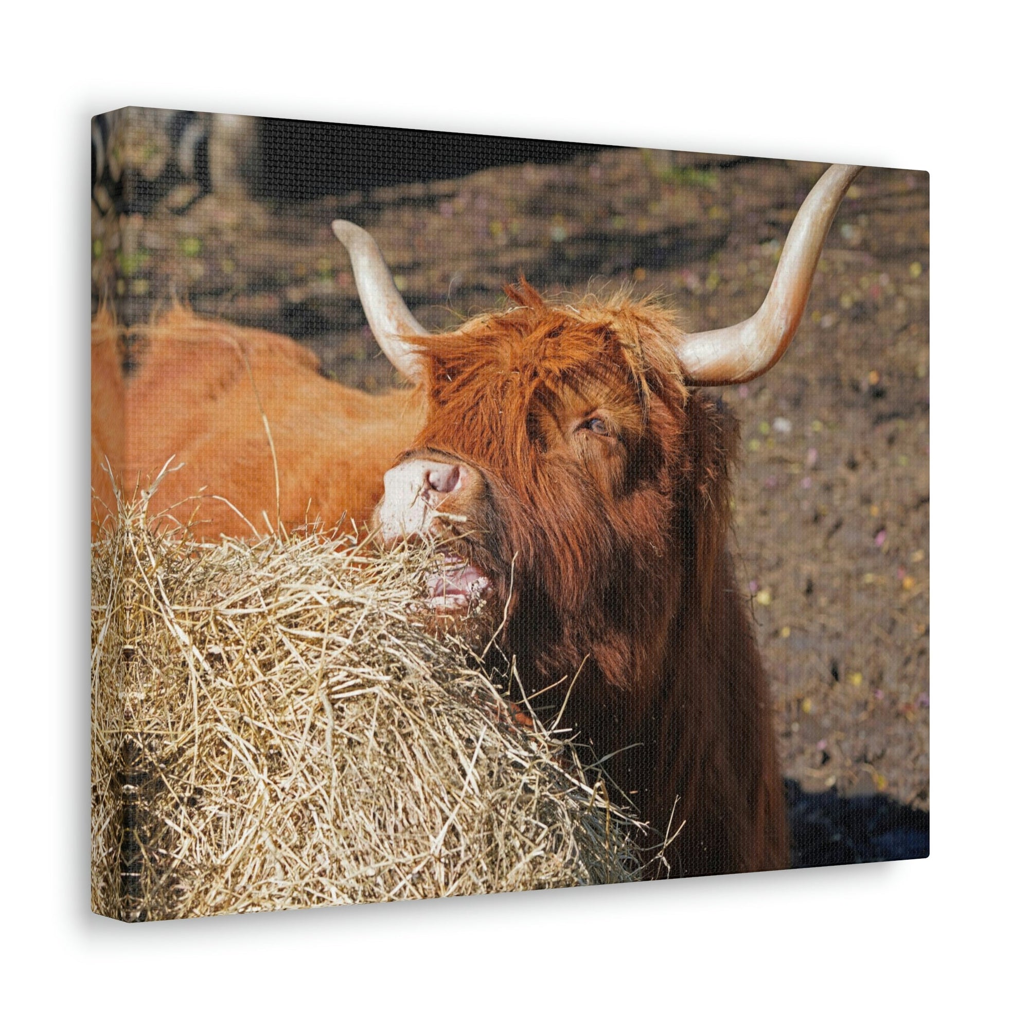 Funny Yak Silly Yak Scene Outdoor Wall Art Ready to Hang Unframed-Express Your Love Gifts