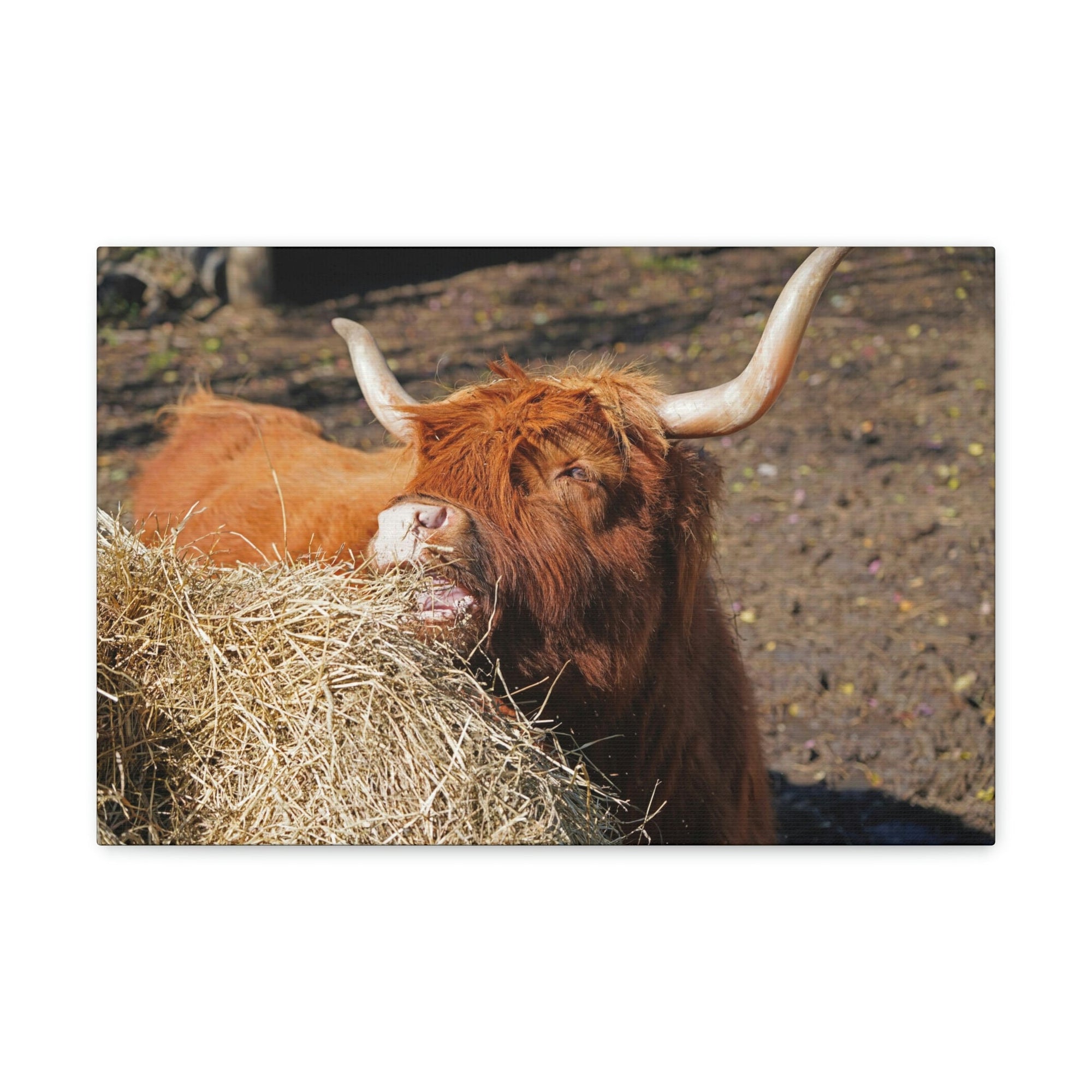 Funny Yak Silly Yak Scene Outdoor Wall Art Ready to Hang Unframed-Express Your Love Gifts