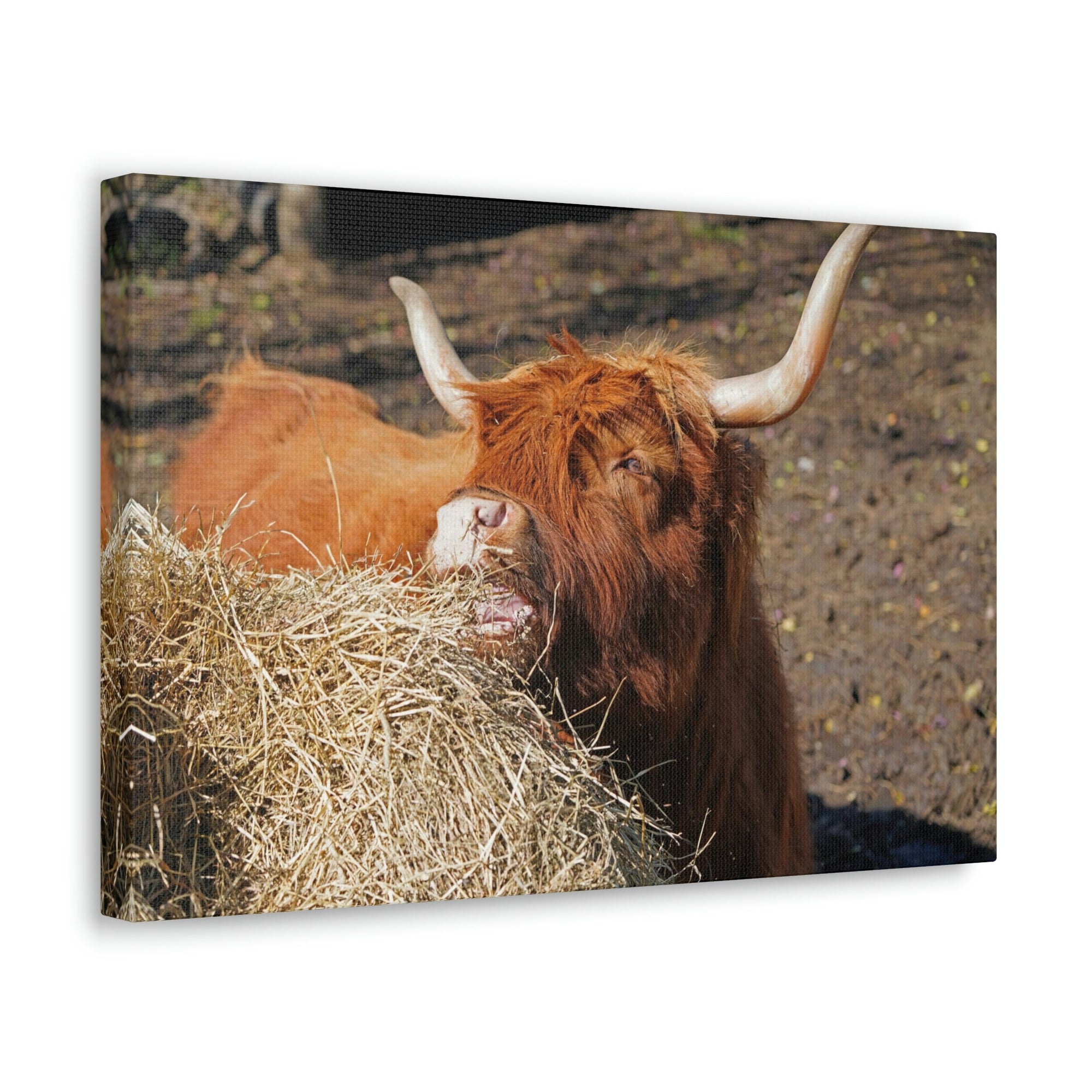 Funny Yak Silly Yak Scene Outdoor Wall Art Ready to Hang Unframed-Express Your Love Gifts