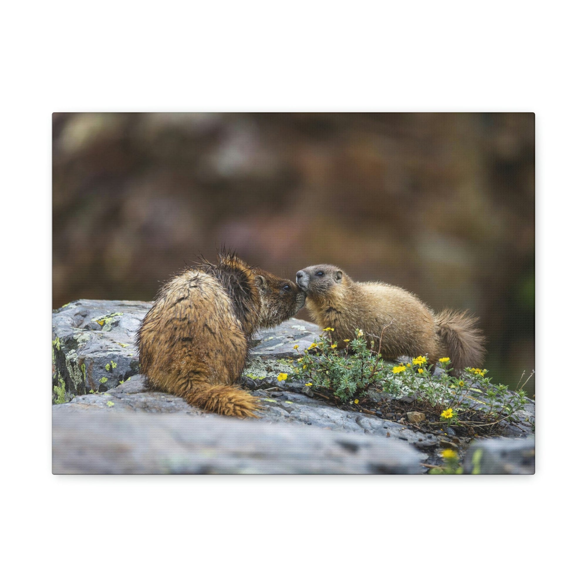 Funny Yellow Bellied Marmot Silly Yellow Bellied Marmot Scene Couple Wall Art Ready to Hang Unframed-Express Your Love Gifts