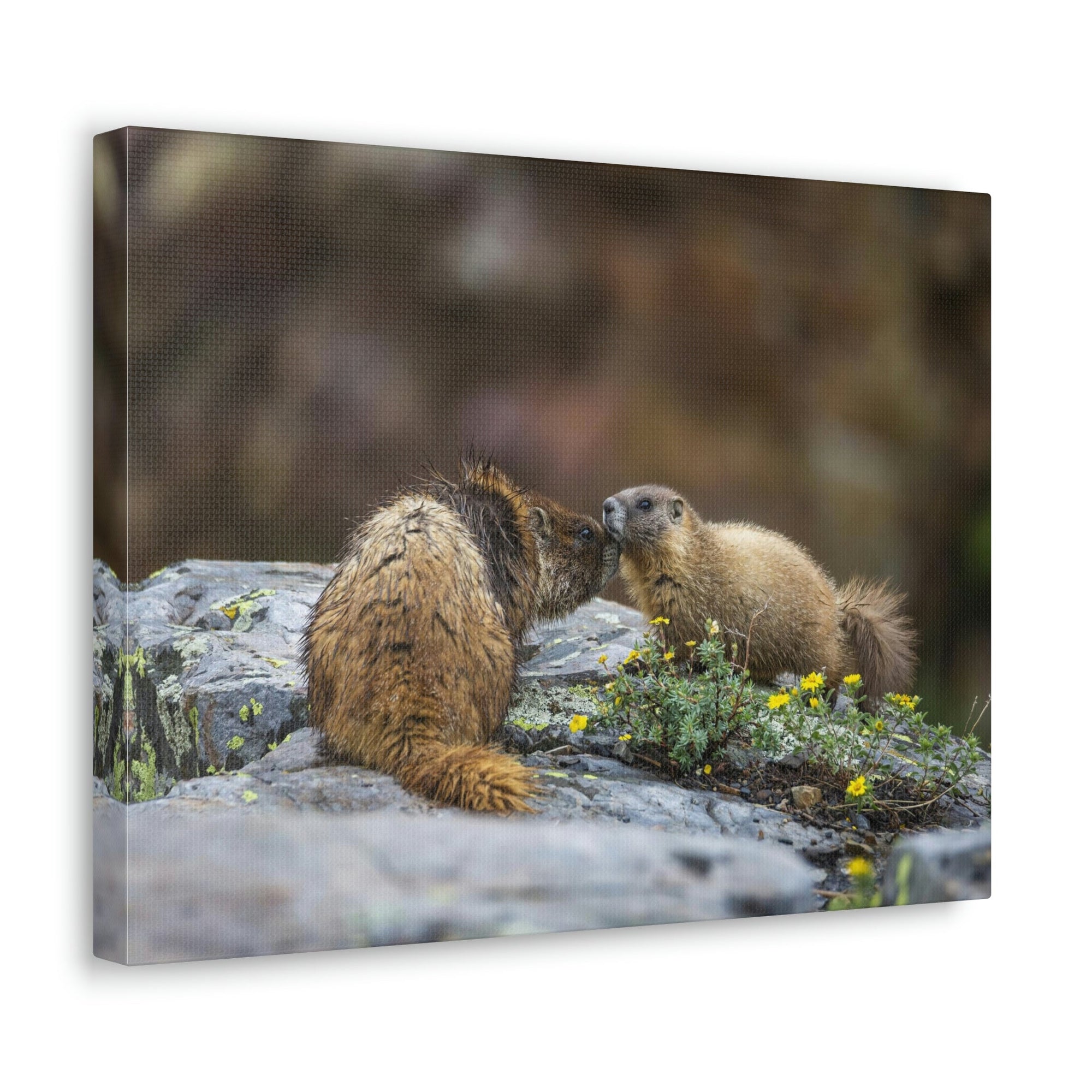 Funny Yellow Bellied Marmot Silly Yellow Bellied Marmot Scene Couple Wall Art Ready to Hang Unframed-Express Your Love Gifts