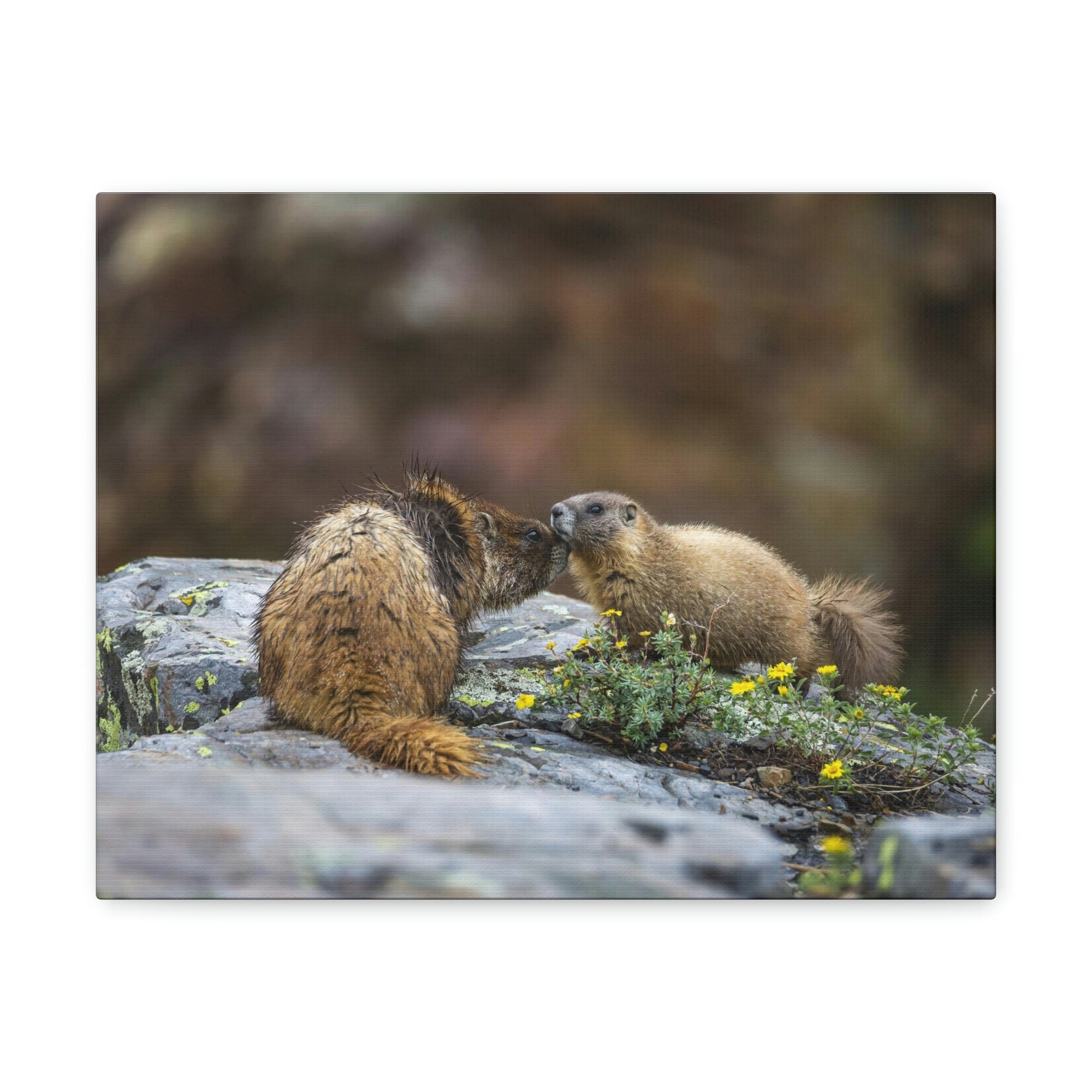 Funny Yellow Bellied Marmot Silly Yellow Bellied Marmot Scene Couple Wall Art Ready to Hang Unframed-Express Your Love Gifts