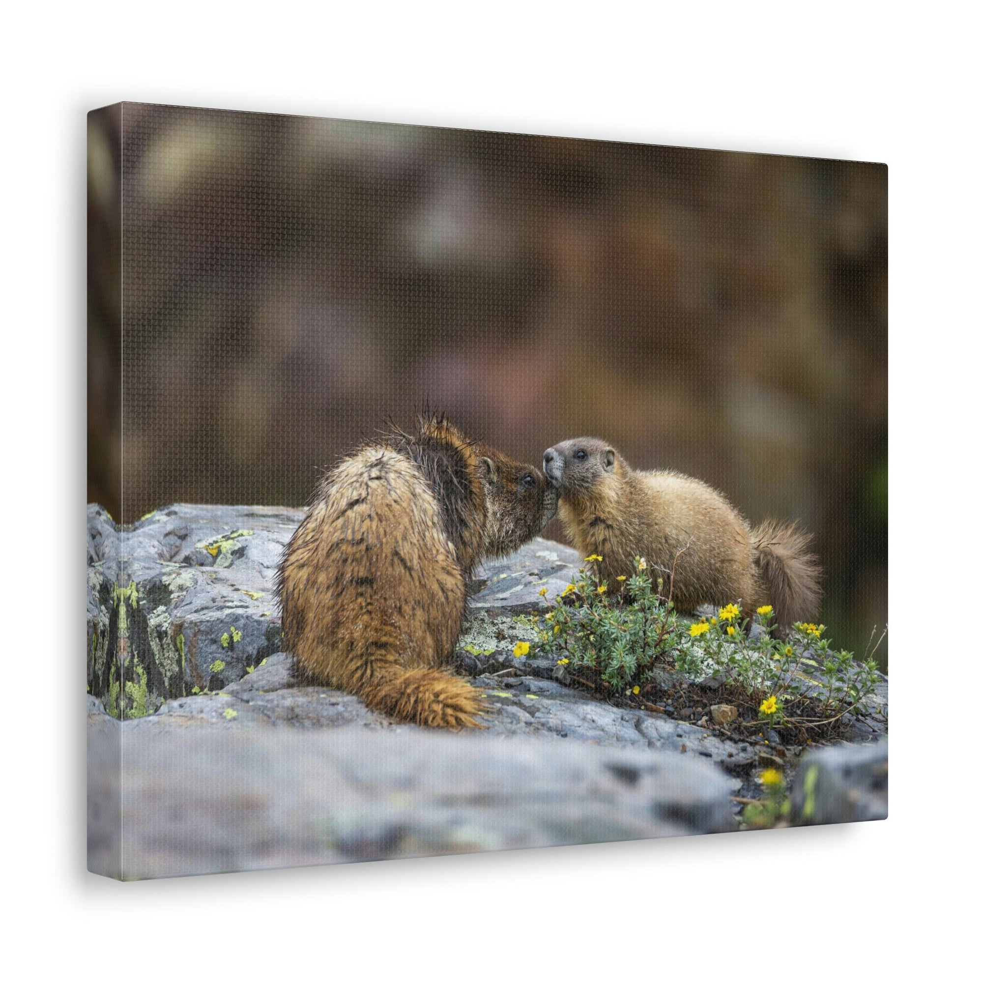 Funny Yellow Bellied Marmot Silly Yellow Bellied Marmot Scene Couple Wall Art Ready to Hang Unframed-Express Your Love Gifts