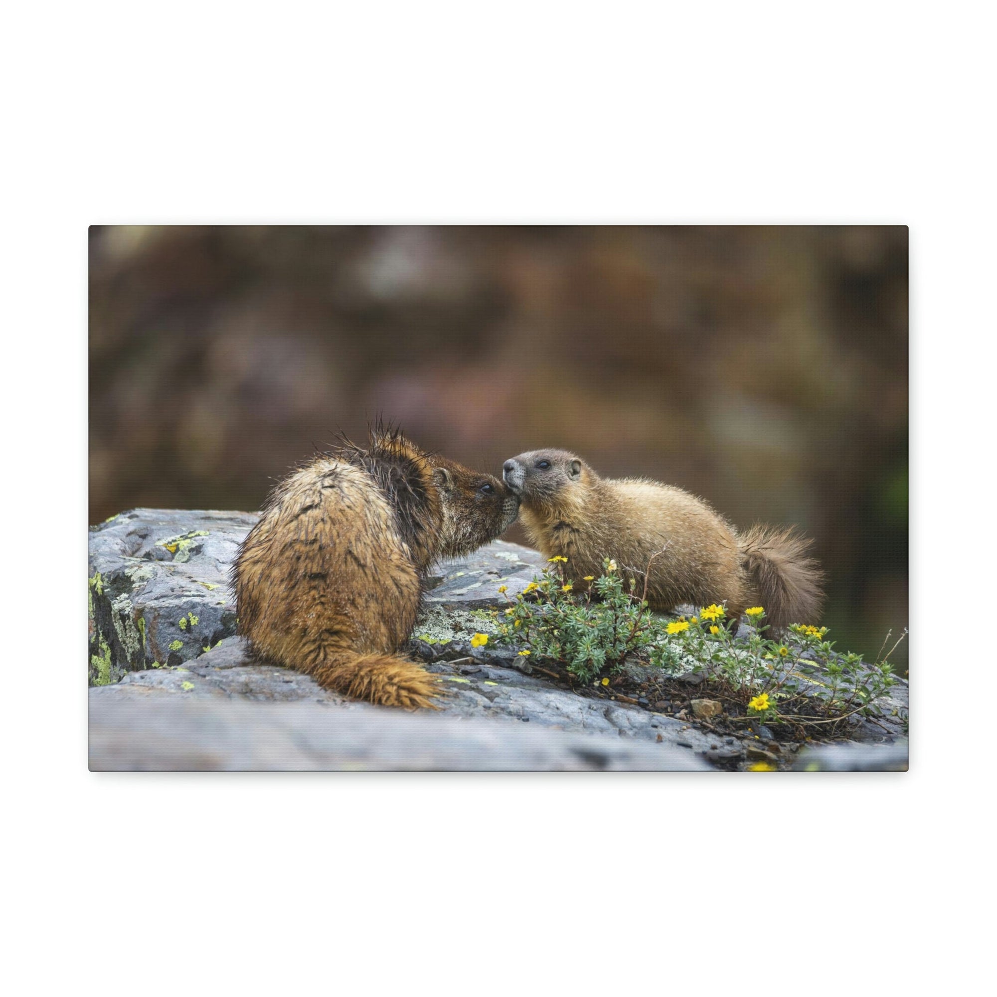 Funny Yellow Bellied Marmot Silly Yellow Bellied Marmot Scene Couple Wall Art Ready to Hang Unframed-Express Your Love Gifts