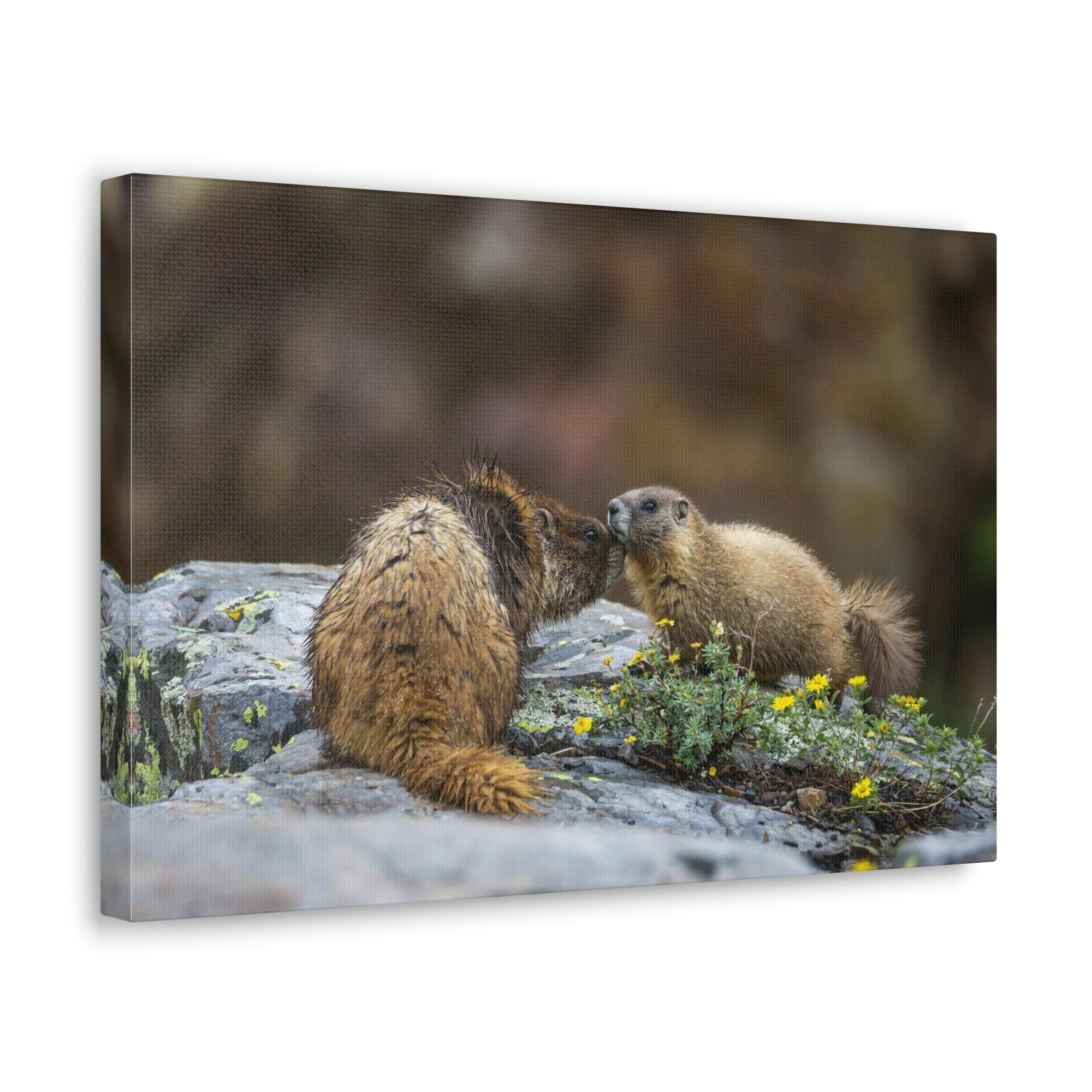 Funny Yellow Bellied Marmot Silly Yellow Bellied Marmot Scene Couple Wall Art Ready to Hang Unframed-Express Your Love Gifts