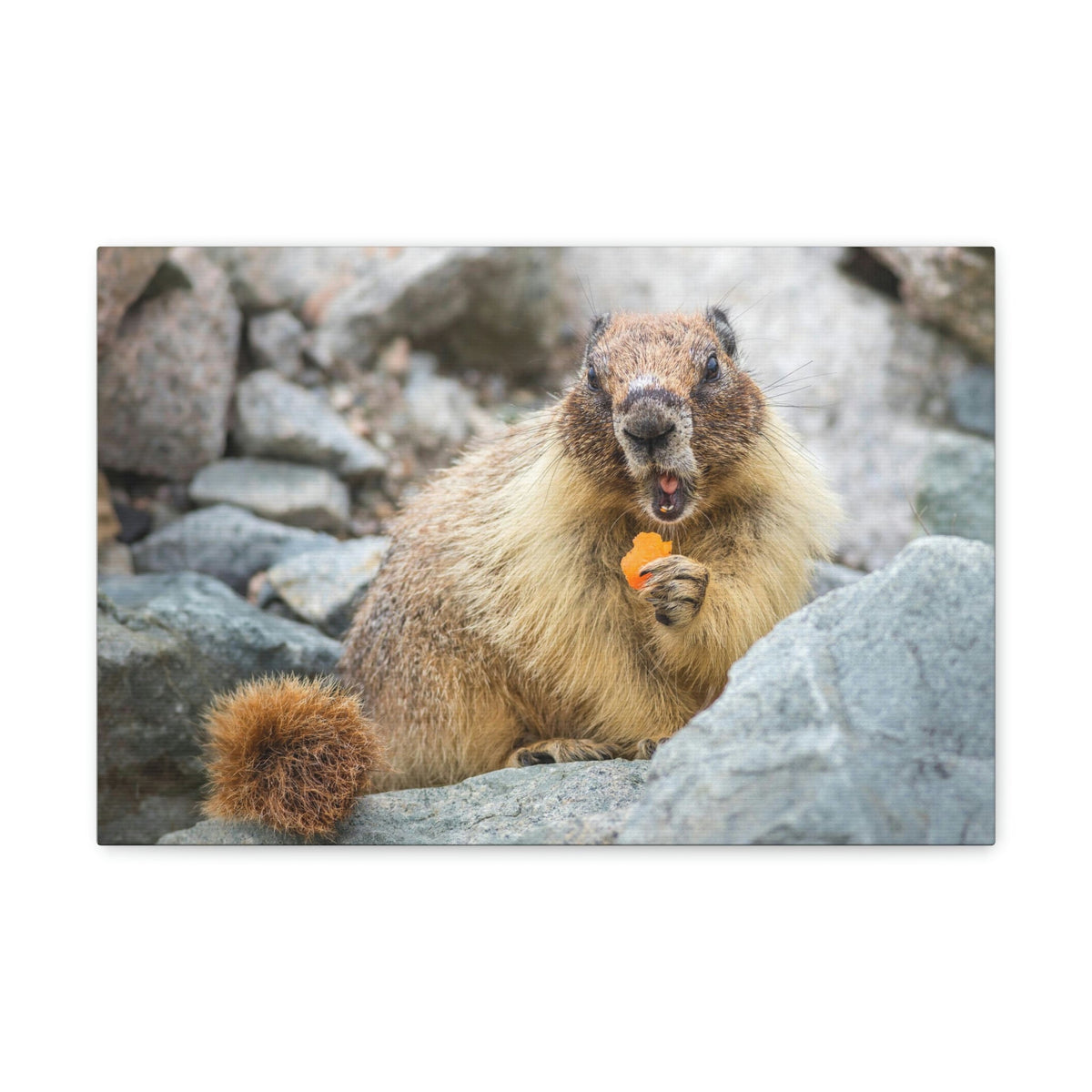 Funny Yellow Bellied Marmot Silly Yellow Bellied Marmot Scene Outdoor Wall Art Ready to Hang Unframed-Express Your Love Gifts