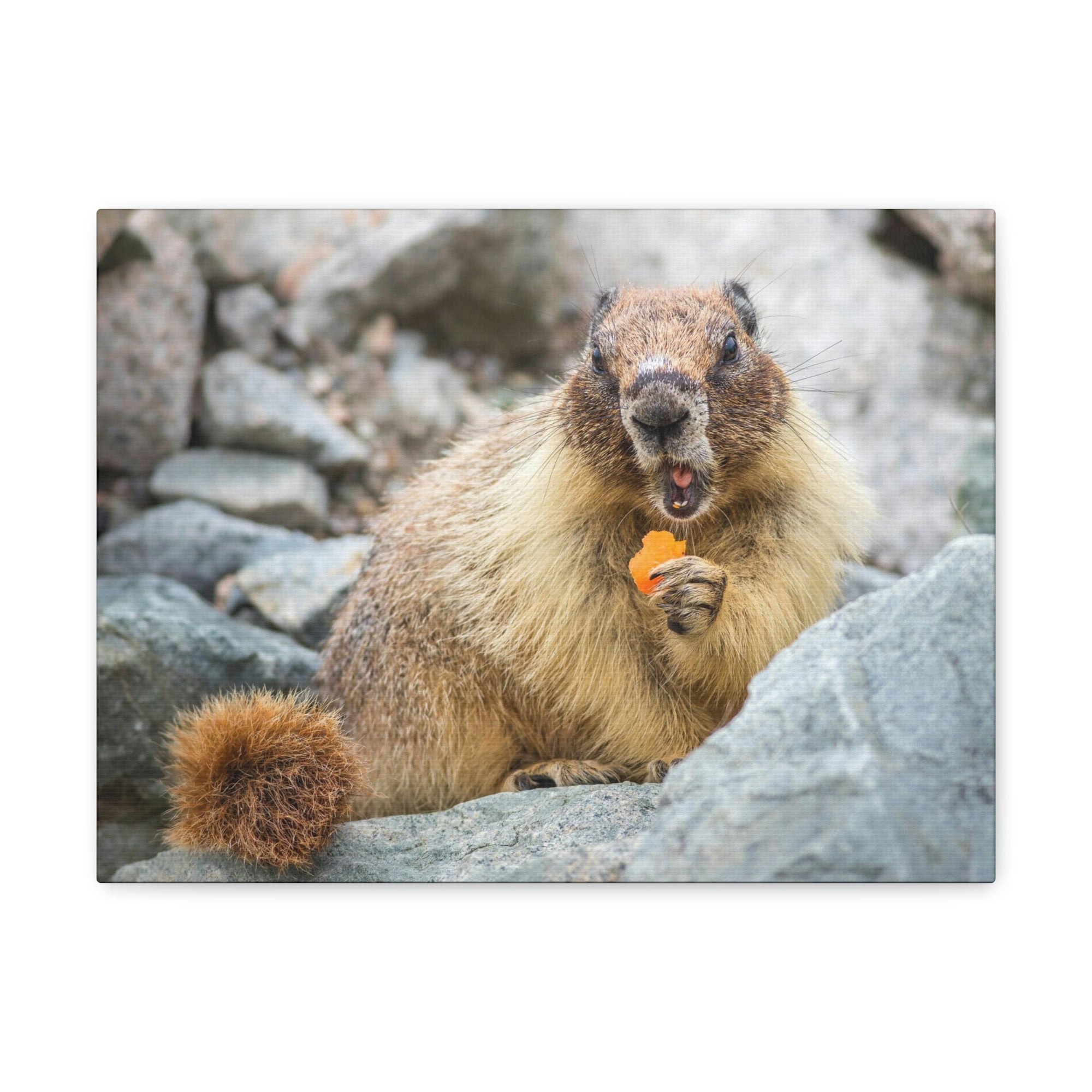 Funny Yellow Bellied Marmot Silly Yellow Bellied Marmot Scene Outdoor Wall Art Ready to Hang Unframed-Express Your Love Gifts