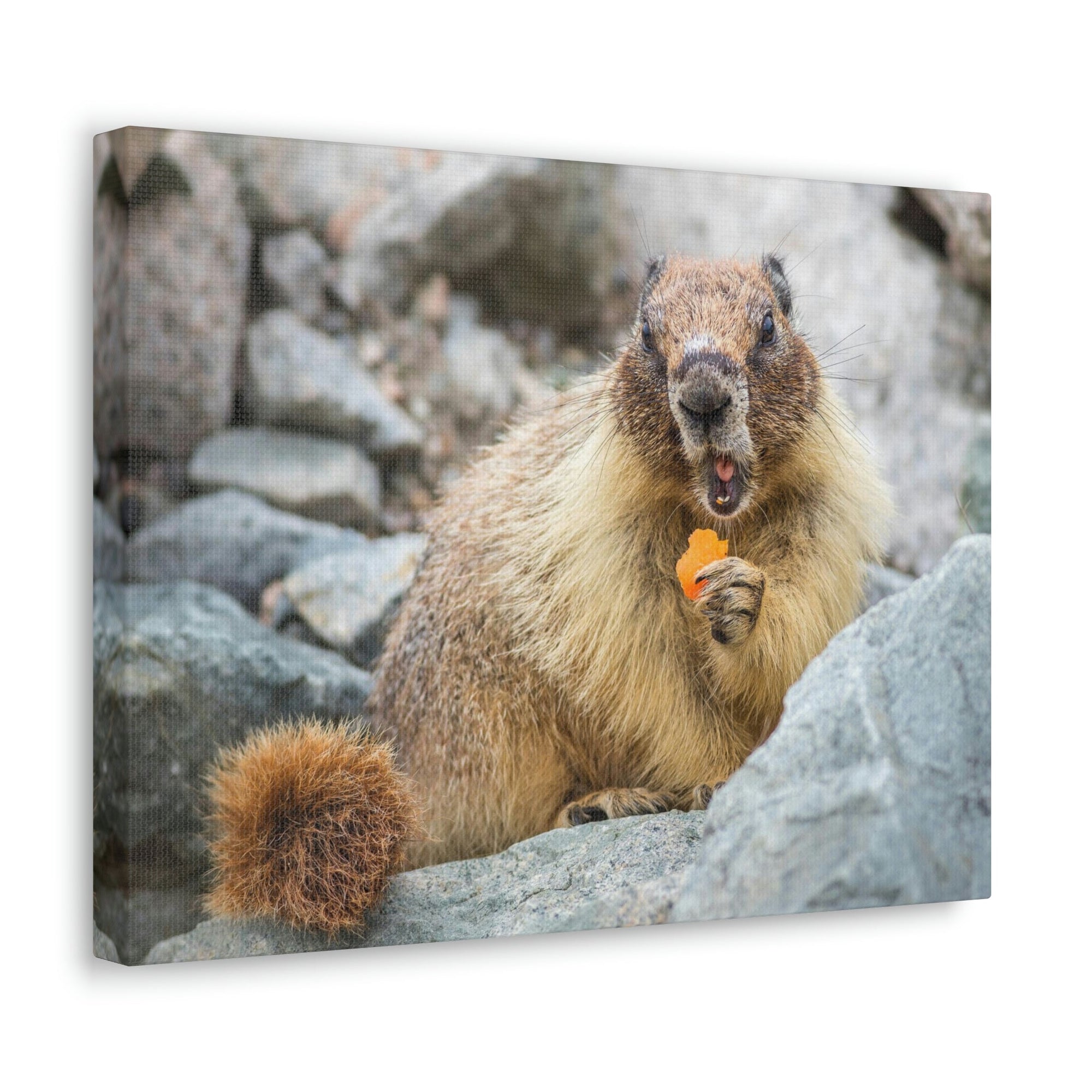 Funny Yellow Bellied Marmot Silly Yellow Bellied Marmot Scene Outdoor Wall Art Ready to Hang Unframed-Express Your Love Gifts