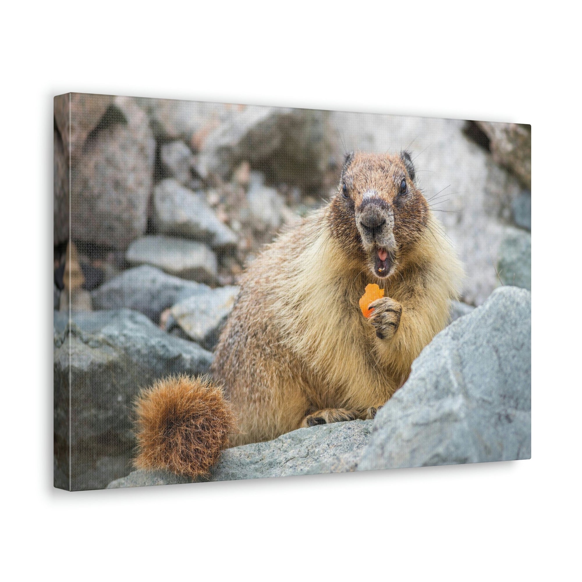 Funny Yellow Bellied Marmot Silly Yellow Bellied Marmot Scene Outdoor Wall Art Ready to Hang Unframed-Express Your Love Gifts