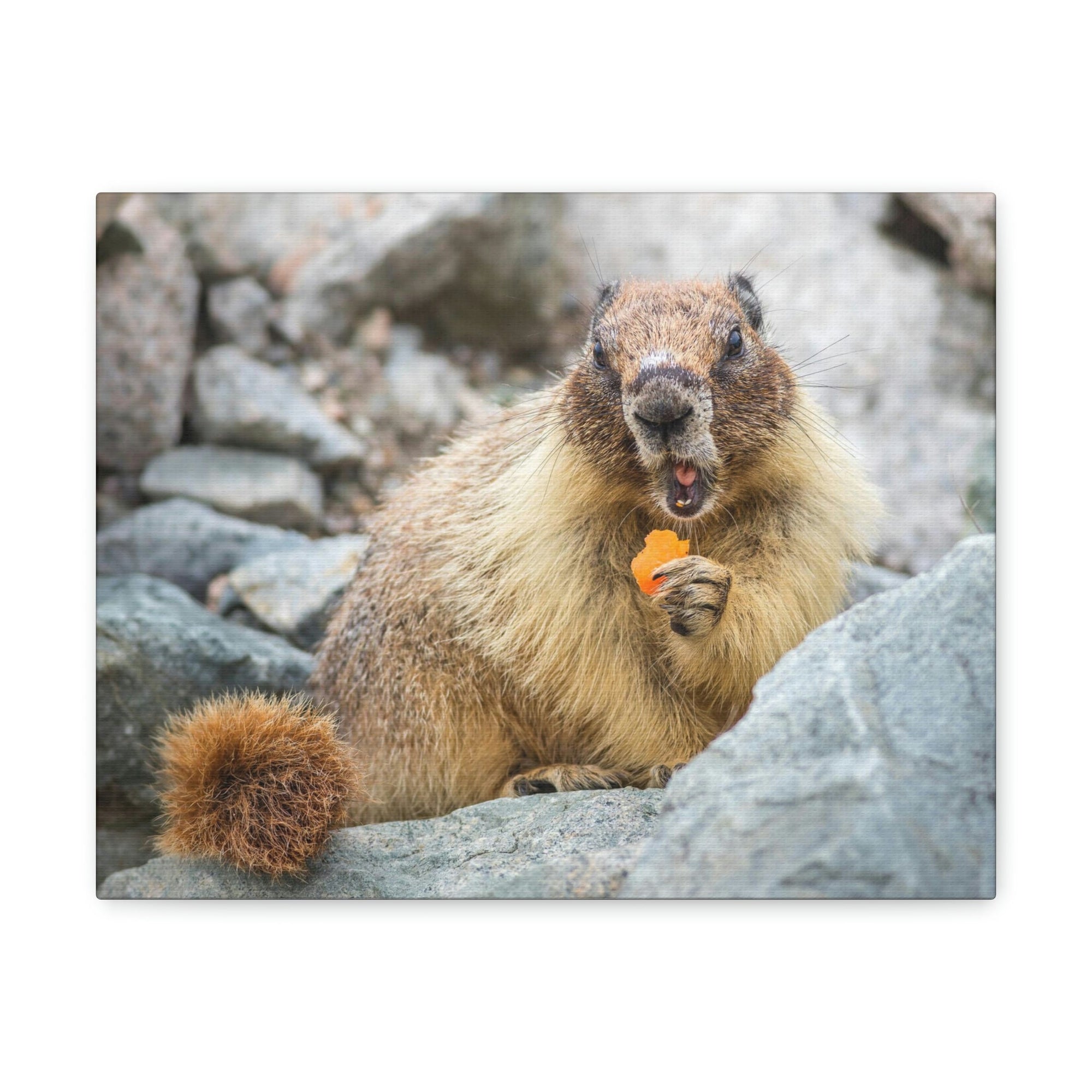 Funny Yellow Bellied Marmot Silly Yellow Bellied Marmot Scene Outdoor Wall Art Ready to Hang Unframed-Express Your Love Gifts